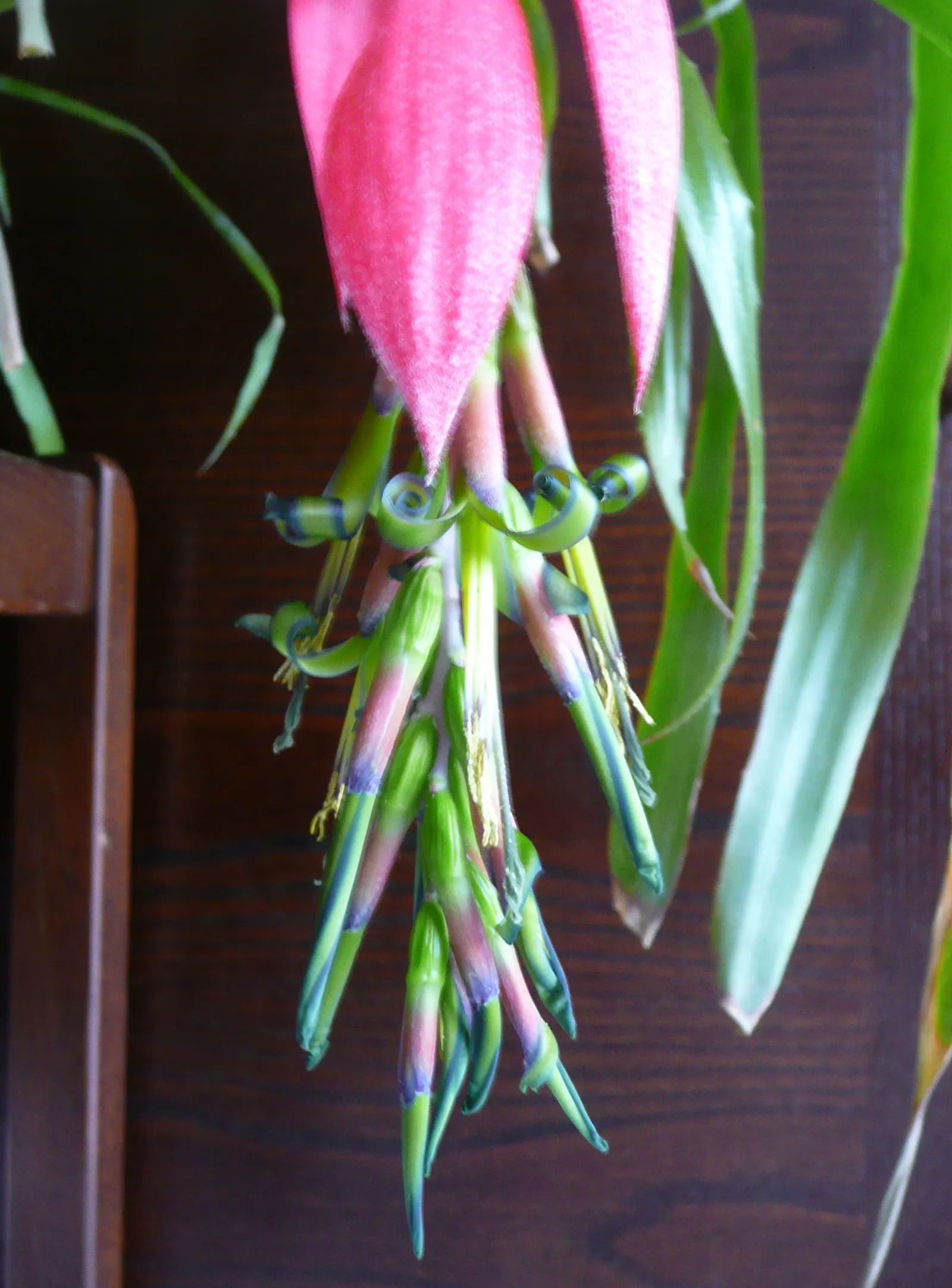 Queen's Tears (Billbergia Nutans) — Queen's Tears produces pendulous flower spikes adorned with bracts that are bright pink to red