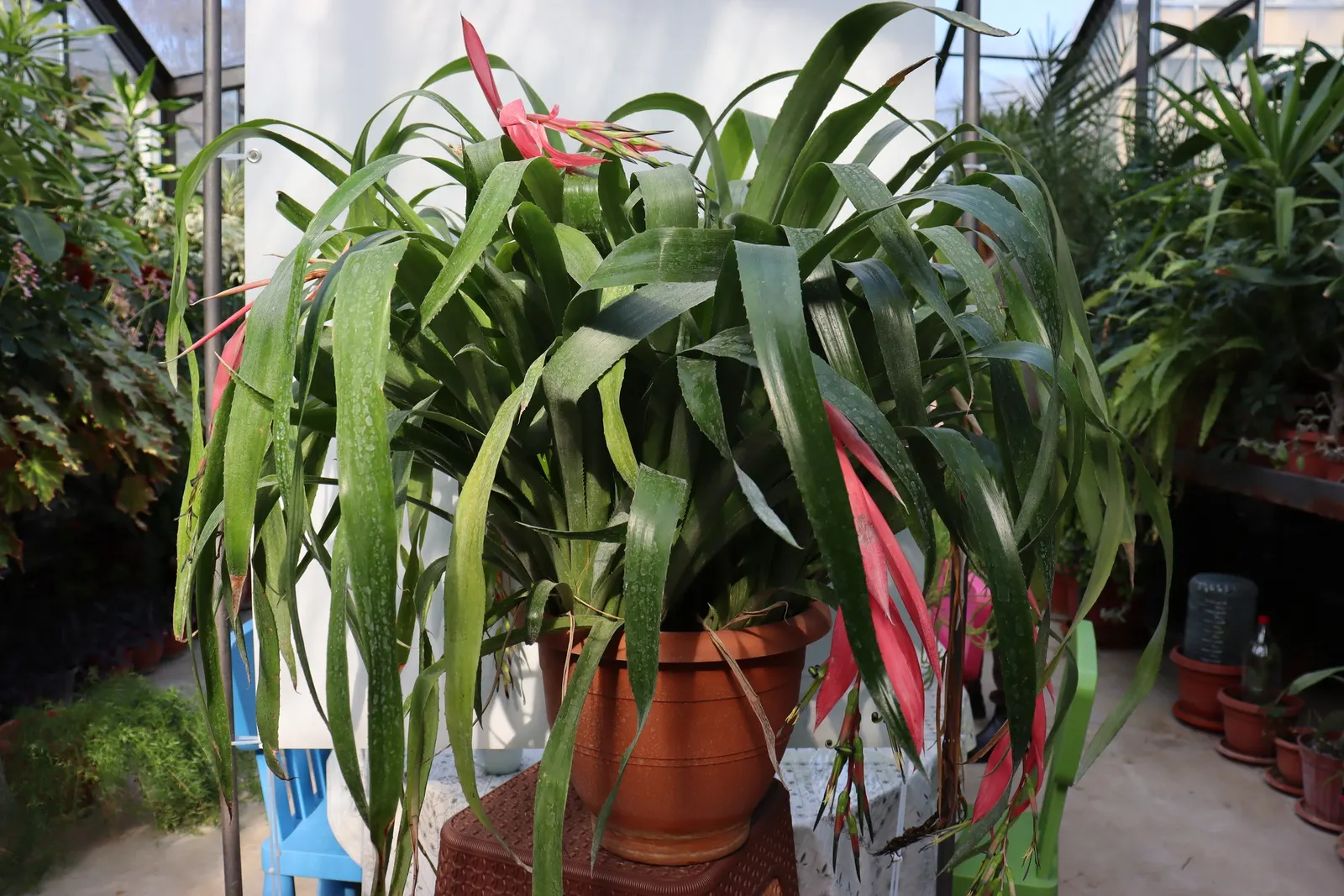 Queen's Tears (Billbergia Nutans) — arching leaves that form a rosette