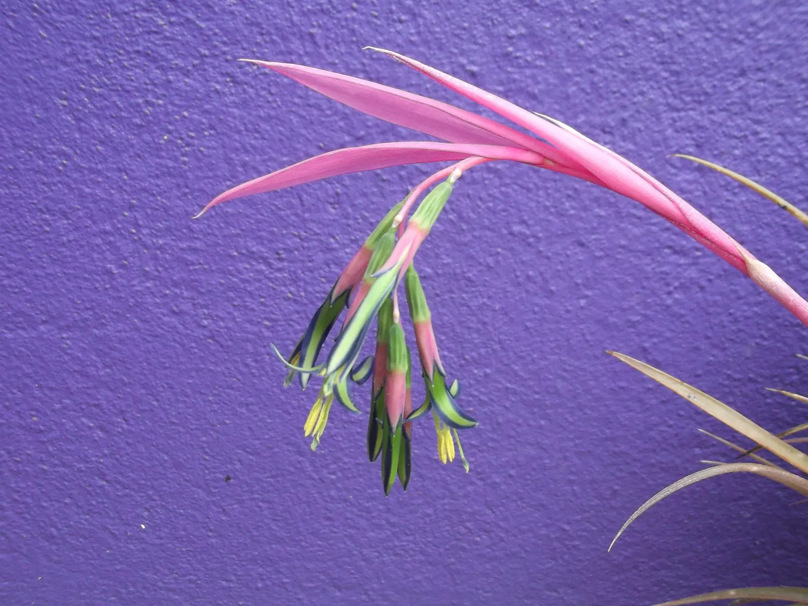 Queen's Tears (Billbergia Nutans) — it is drought-tolerant once established