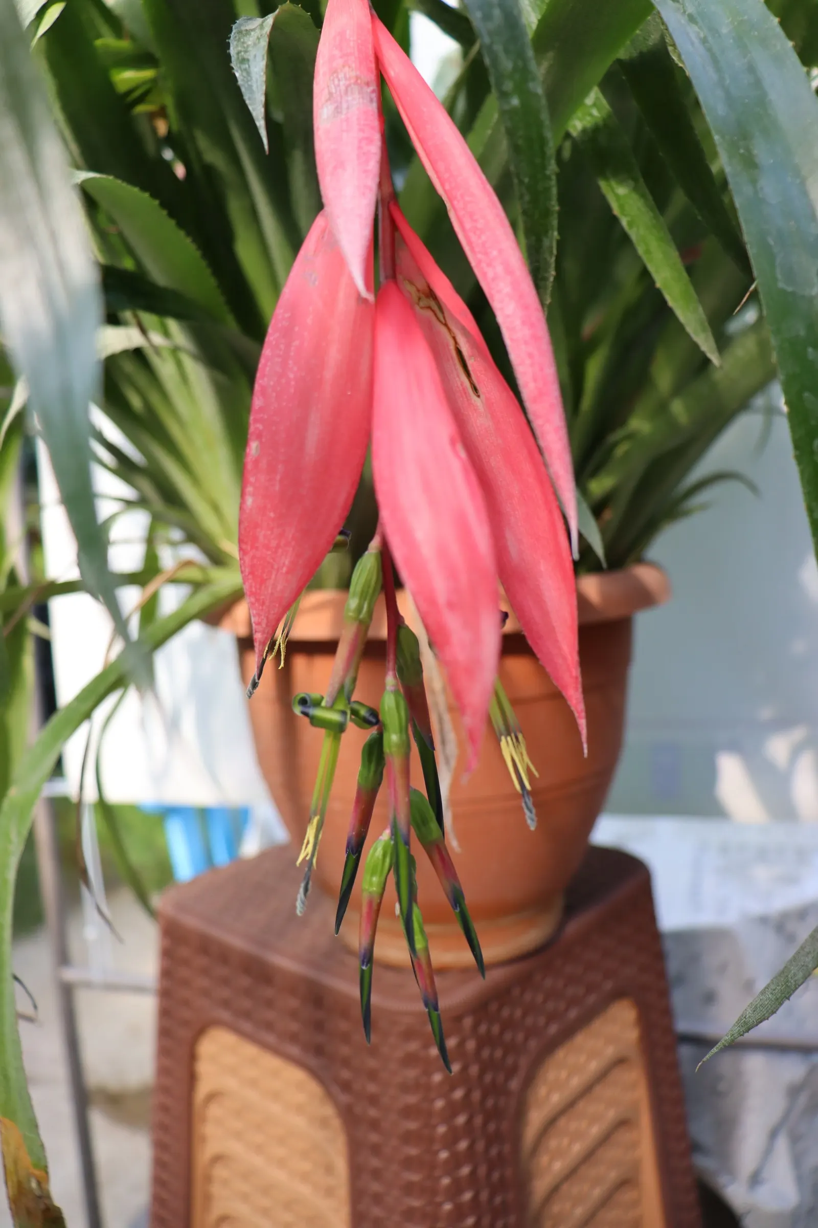 Queen's Tears (Billbergia Nutans) — is an evergreen perennial plant hailing from the bromeliad family