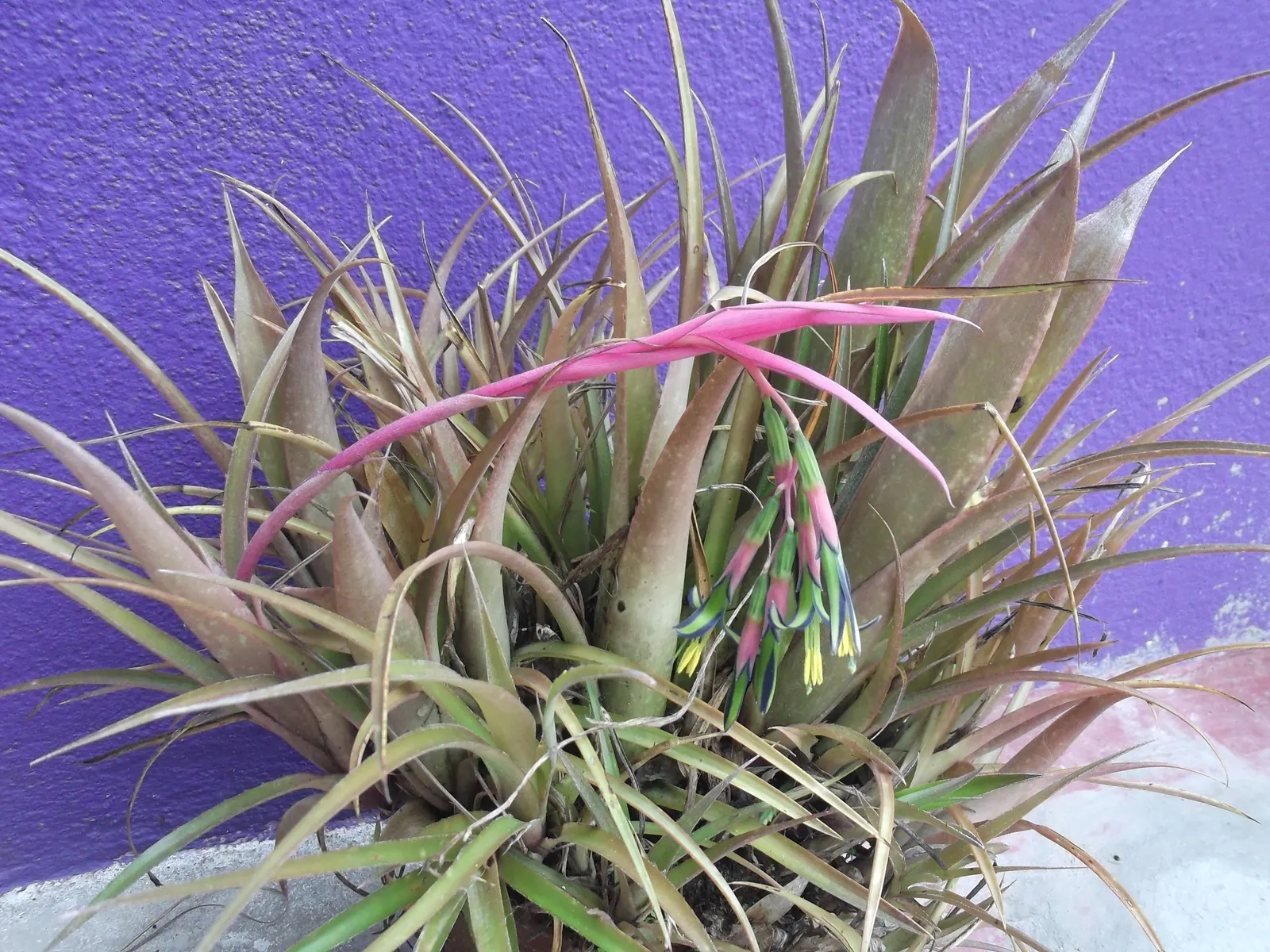 Queen's Tears (Billbergia Nutans) — pendant clusters of pink bracts with delicate blue-green petals