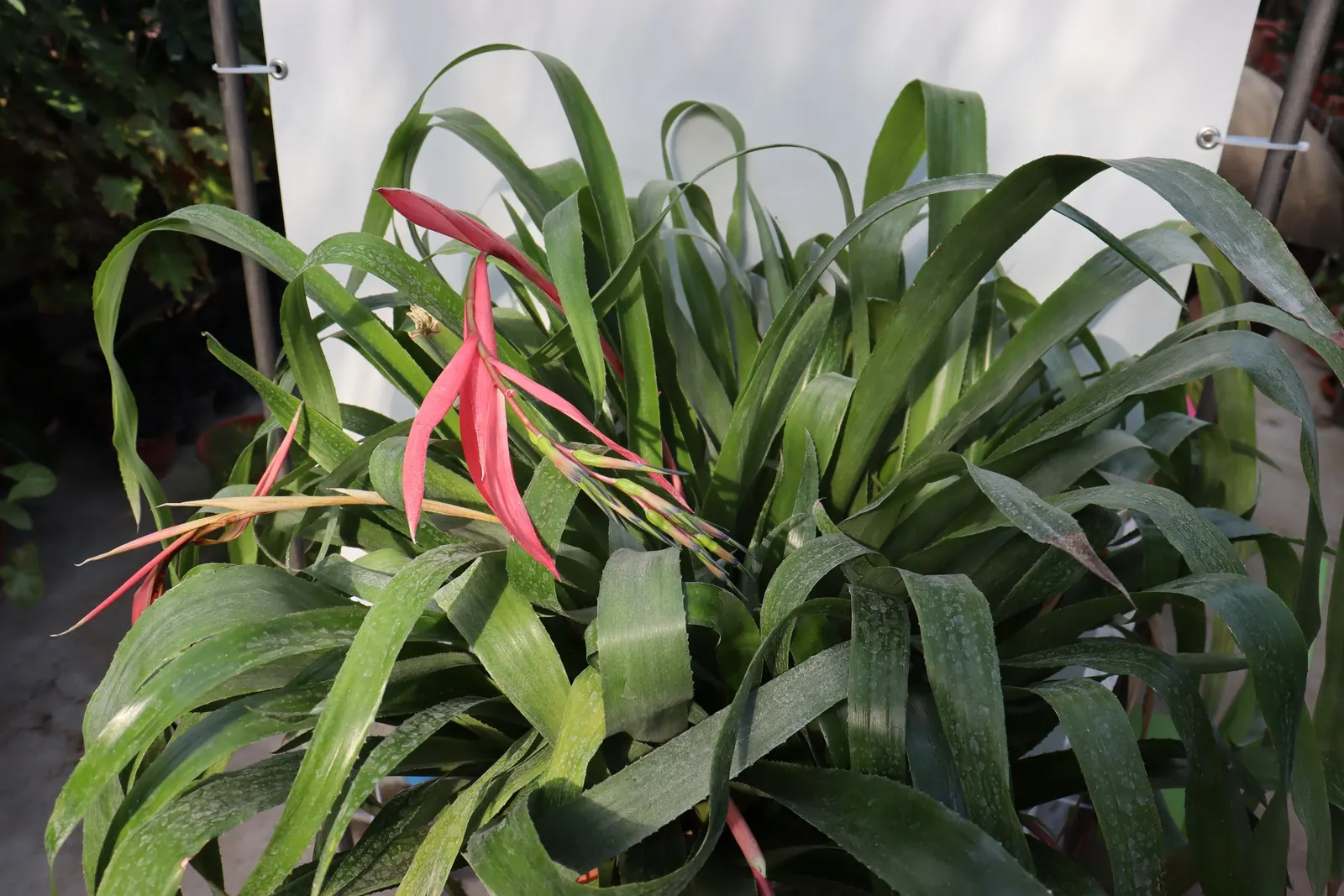 Queen's Tears (Billbergia Nutans) — adding a touch of sophistication to the plant's texture