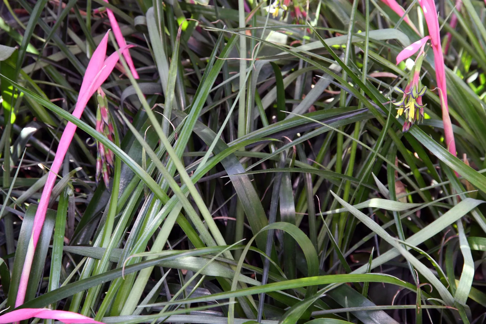 Queen's Tears (Billbergia Nutans) — indirect sunlight and well-draining soil