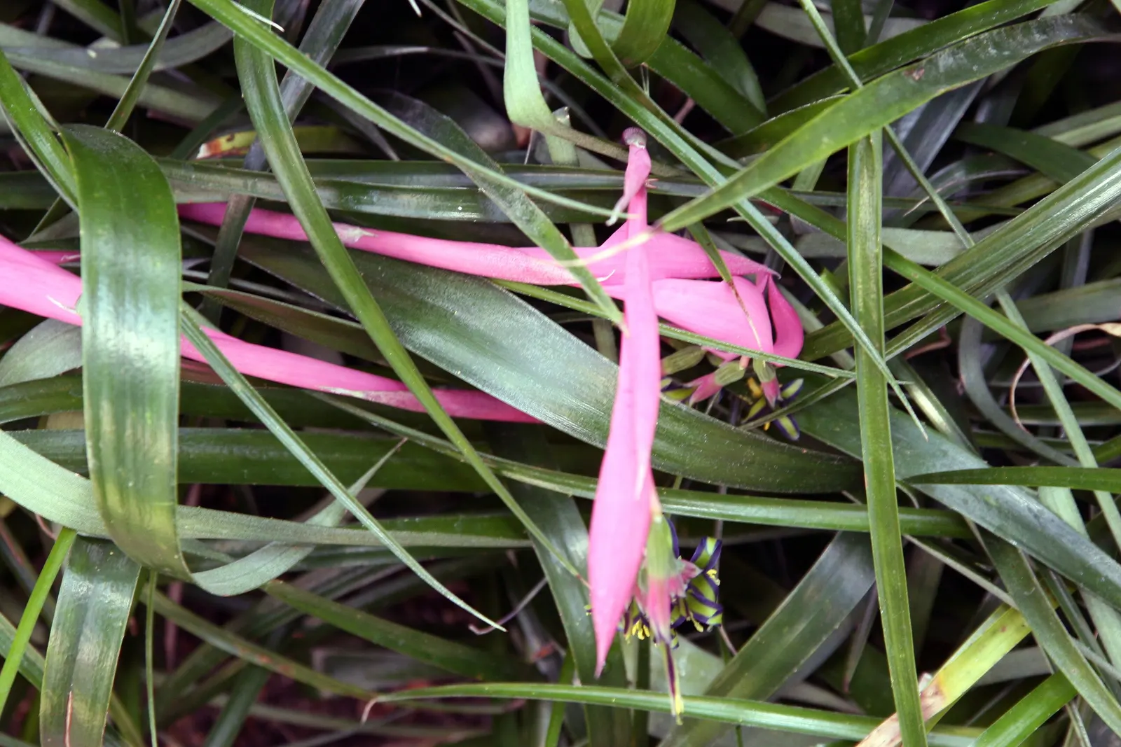 Queen's Tears (Billbergia Nutans) — resulting in a stark contrast with the delicate flowers of green