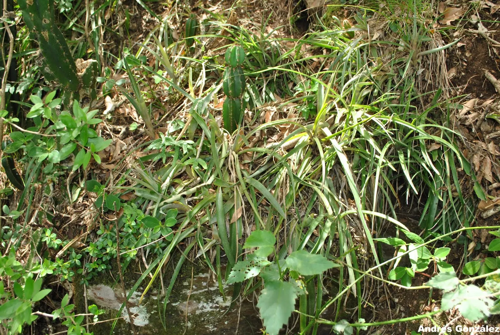 Queen's Tears (Billbergia Nutans) — which can grow up to 2 feet long
