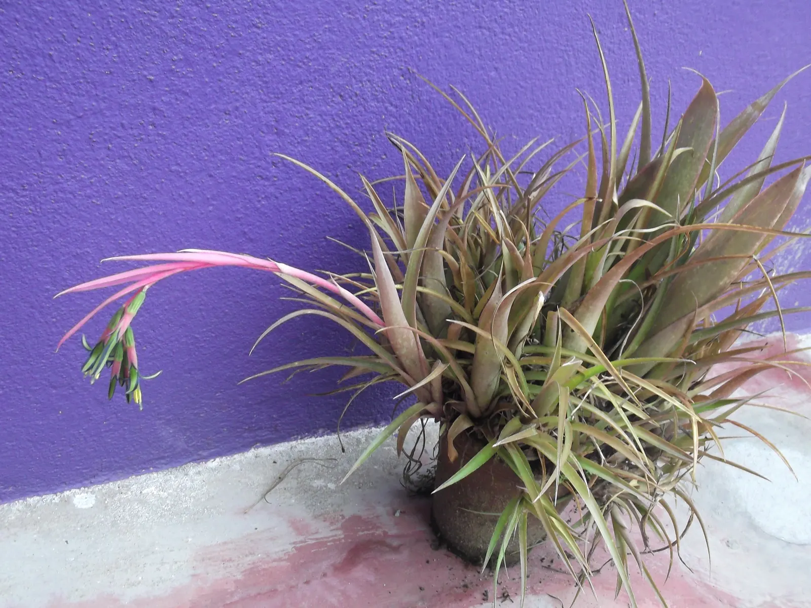 Queen's Tears (Billbergia Nutans) — Billbergia nutans is relatively low maintenance
