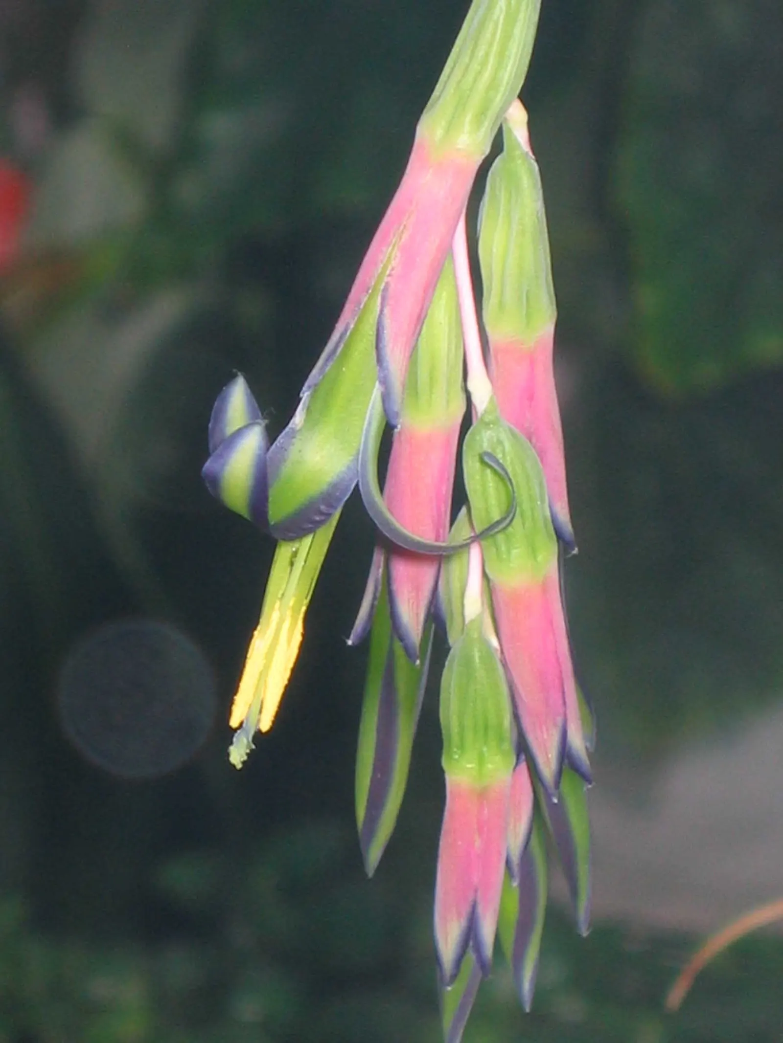 Queen's Tears (Billbergia Nutans) — In late winter or early spring