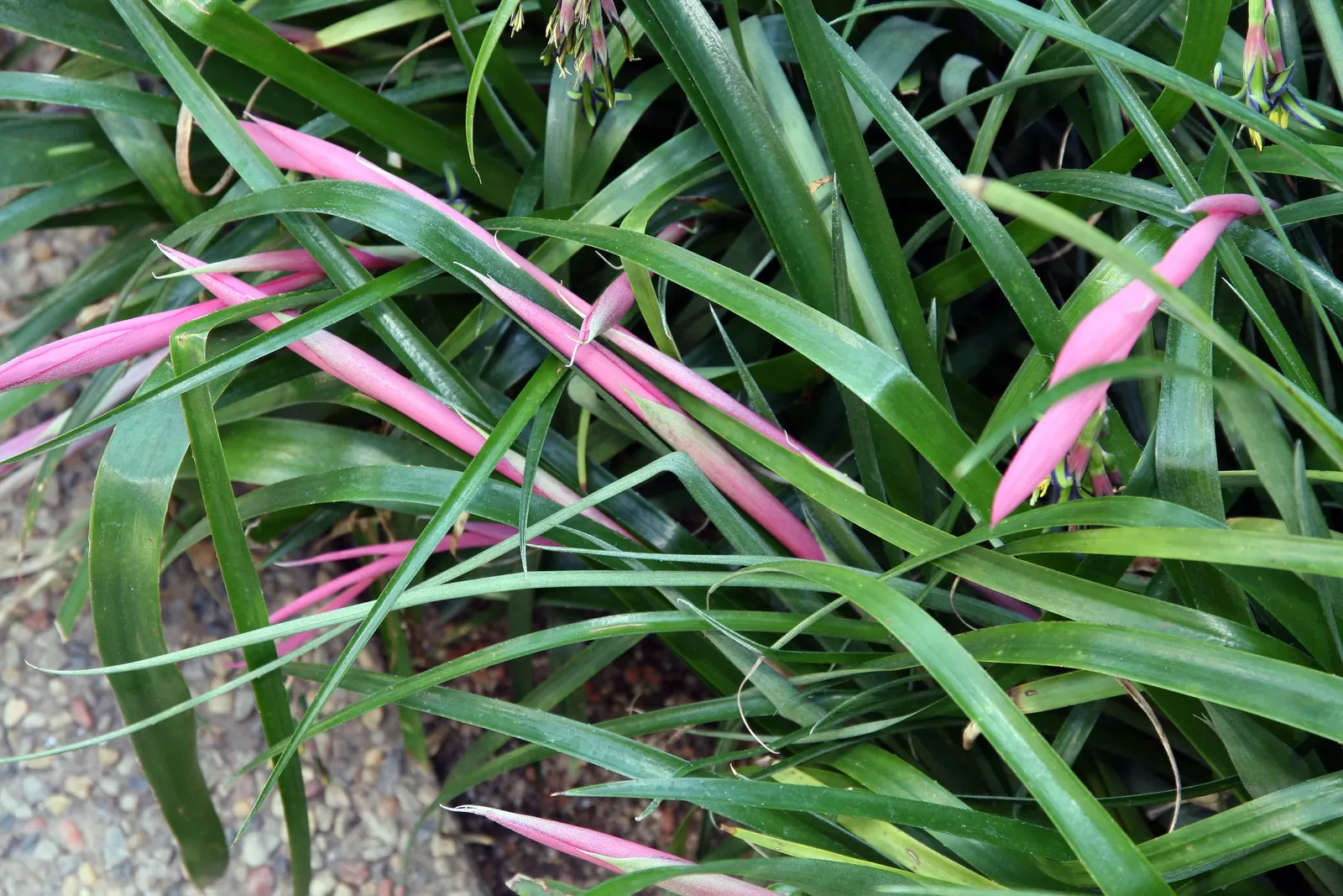 Queen's Tears (Billbergia Nutans) — This bromeliad thrives in partial shade, reaching up to 2 feet tall and spreading about 18 inches wide