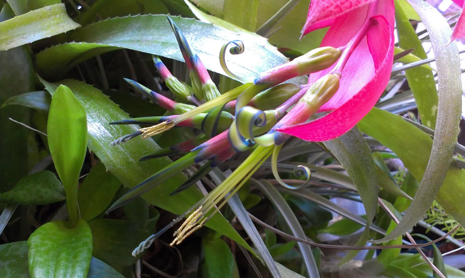 Queen's Tears (Billbergia Nutans) — perennial for half