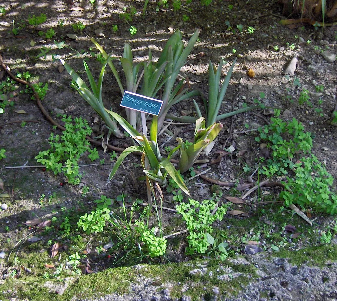 Queen's Tears (Billbergia Nutans) — Queen's Tears is well-suited for USDA hardiness zones 10 through 11
