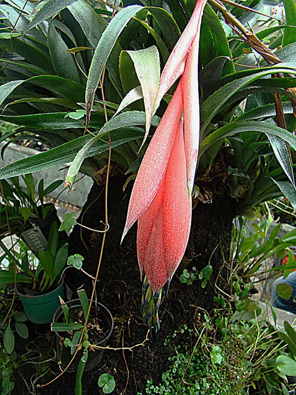 Queen's Tears (Billbergia Nutans) — The foliage exhibits a rich green hue with a hint of silver banding underneath