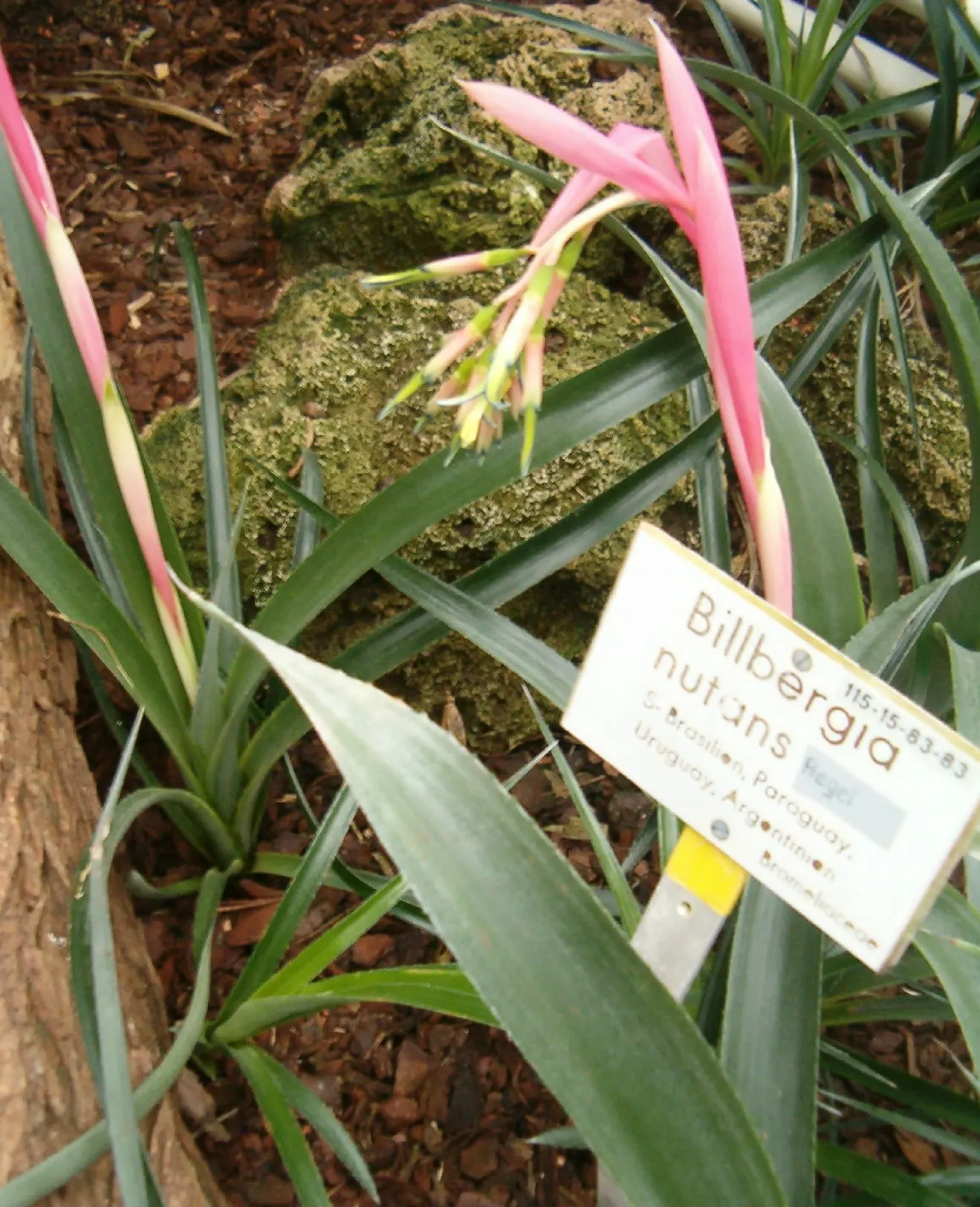 Queen's Tears (Billbergia Nutans) — The blooms are not only visually appealing but are also known to attract hummingbirds
