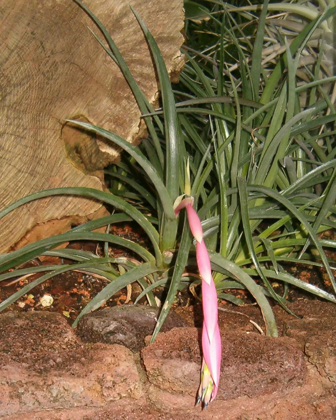 Queen's Tears (Billbergia Nutans) — making it a captivating component for any landscape design