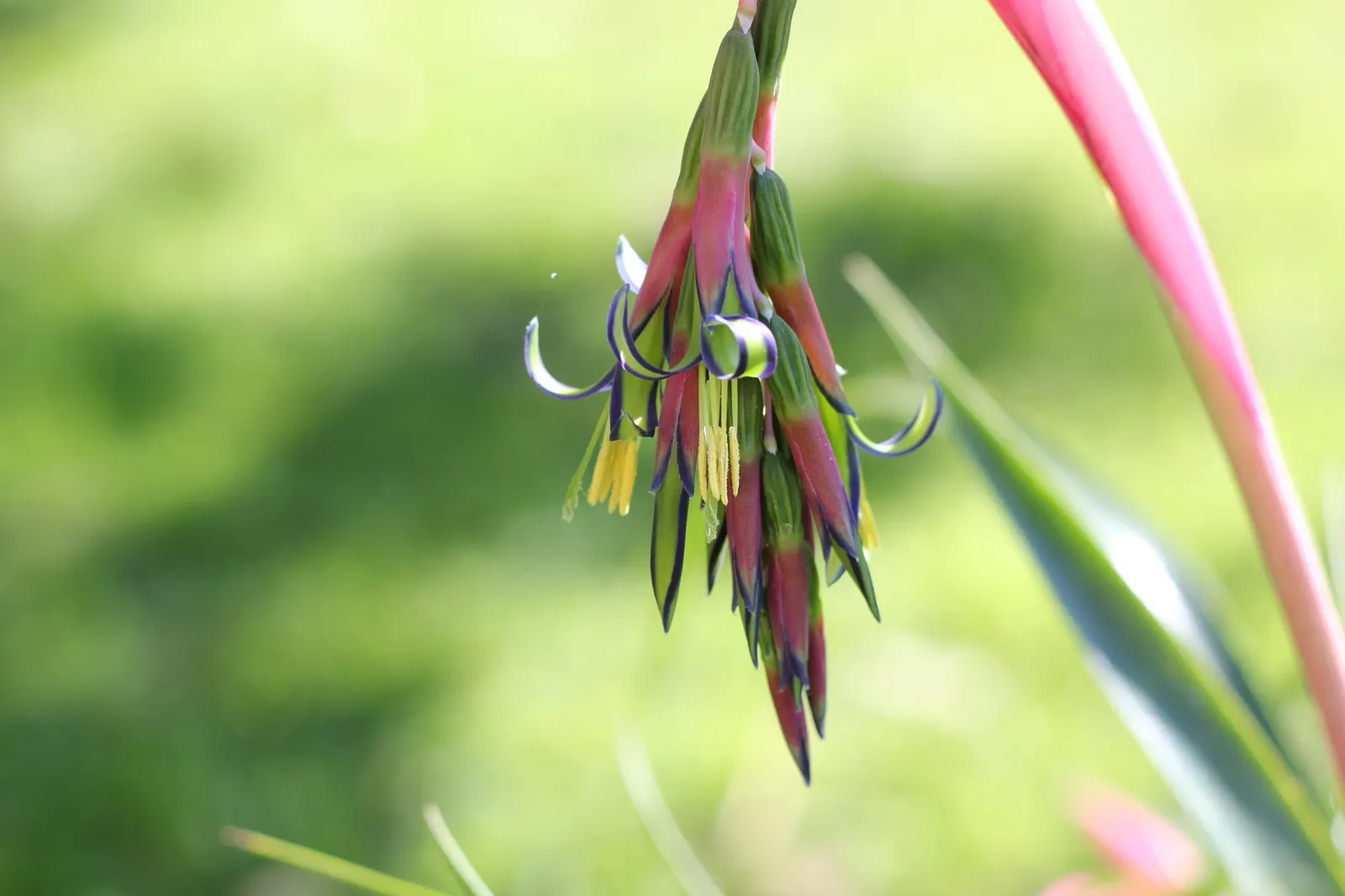 Queen's Tears (Billbergia Nutans) — it requires well-drained soil and infrequent watering