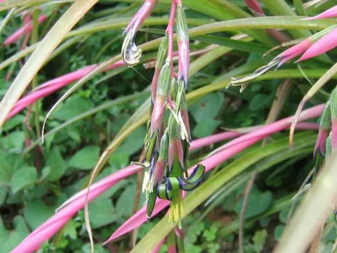 Queen's Tears (Billbergia Nutans) — pendant clusters of pink bracts with delicate blue-green petals; arching leaves that form a rosette