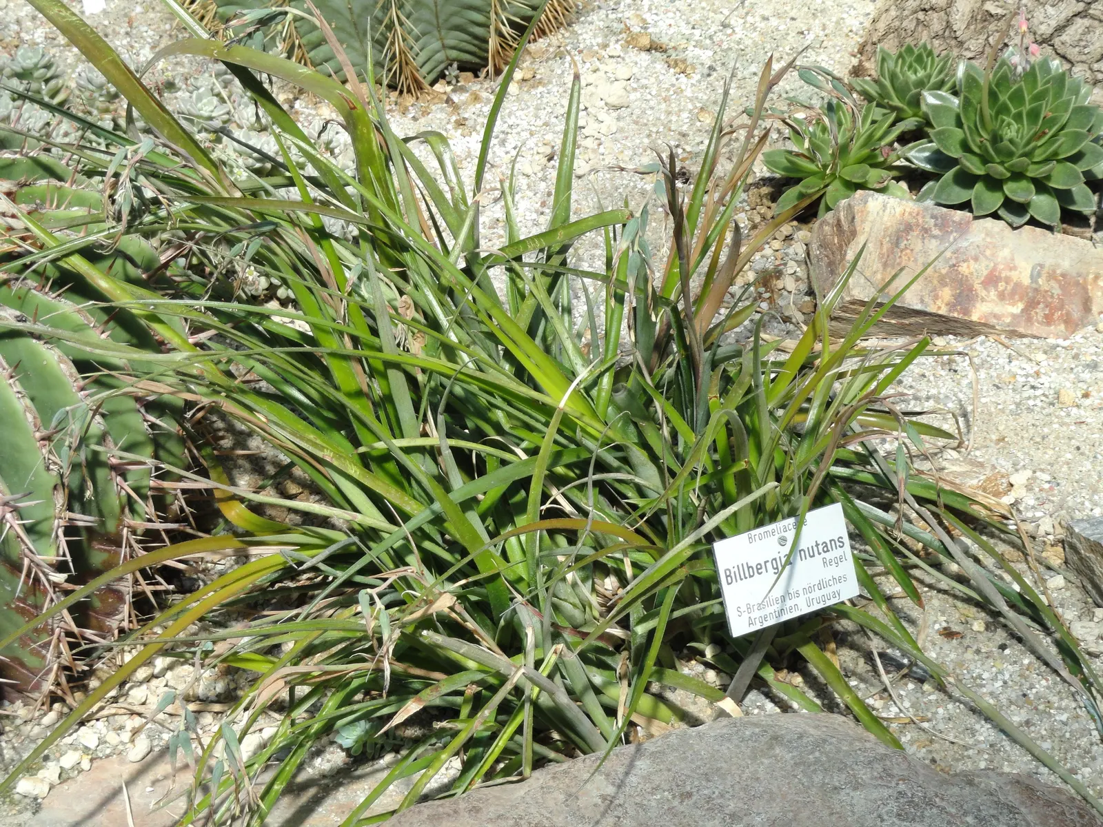 Queen's Tears (Billbergia Nutans) — which can enhance the dynamic wildlife aspect of a garden space.<br><br>Preferring bright