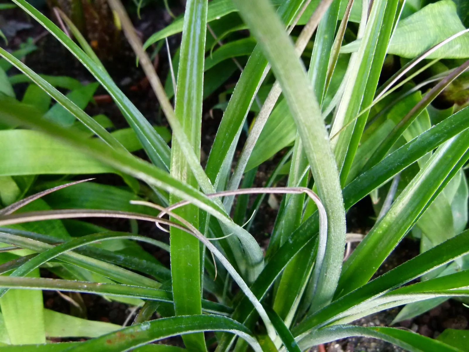 Queen's Tears (Billbergia Nutans) — The Queen's Tears (Billbergia nutans) is an evergreen perennial featuring striking