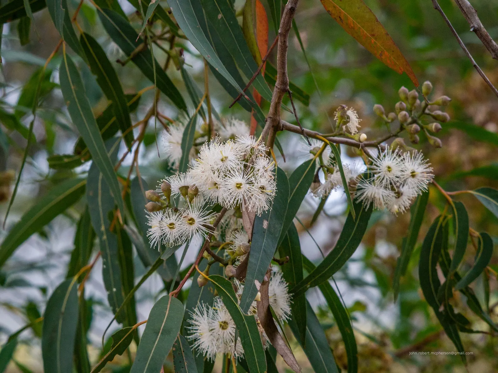 Salmon Gum (Eucalyptus Salmonophloia) — Renowned for its smooth, salmon-colored bark that sheds in summer, it offers a lush, evergreen canopy