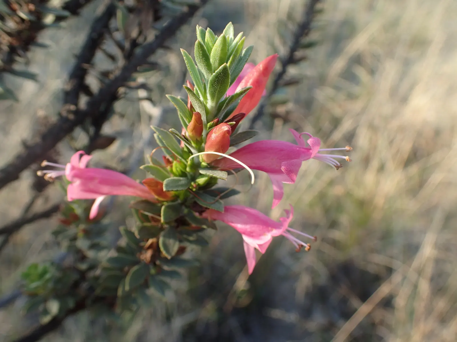 Salmon Gum (Eucalyptus Salmonophloia) — Therefore, ample space should be allocated to accommodate its growth and prevent future complications; these leaves are