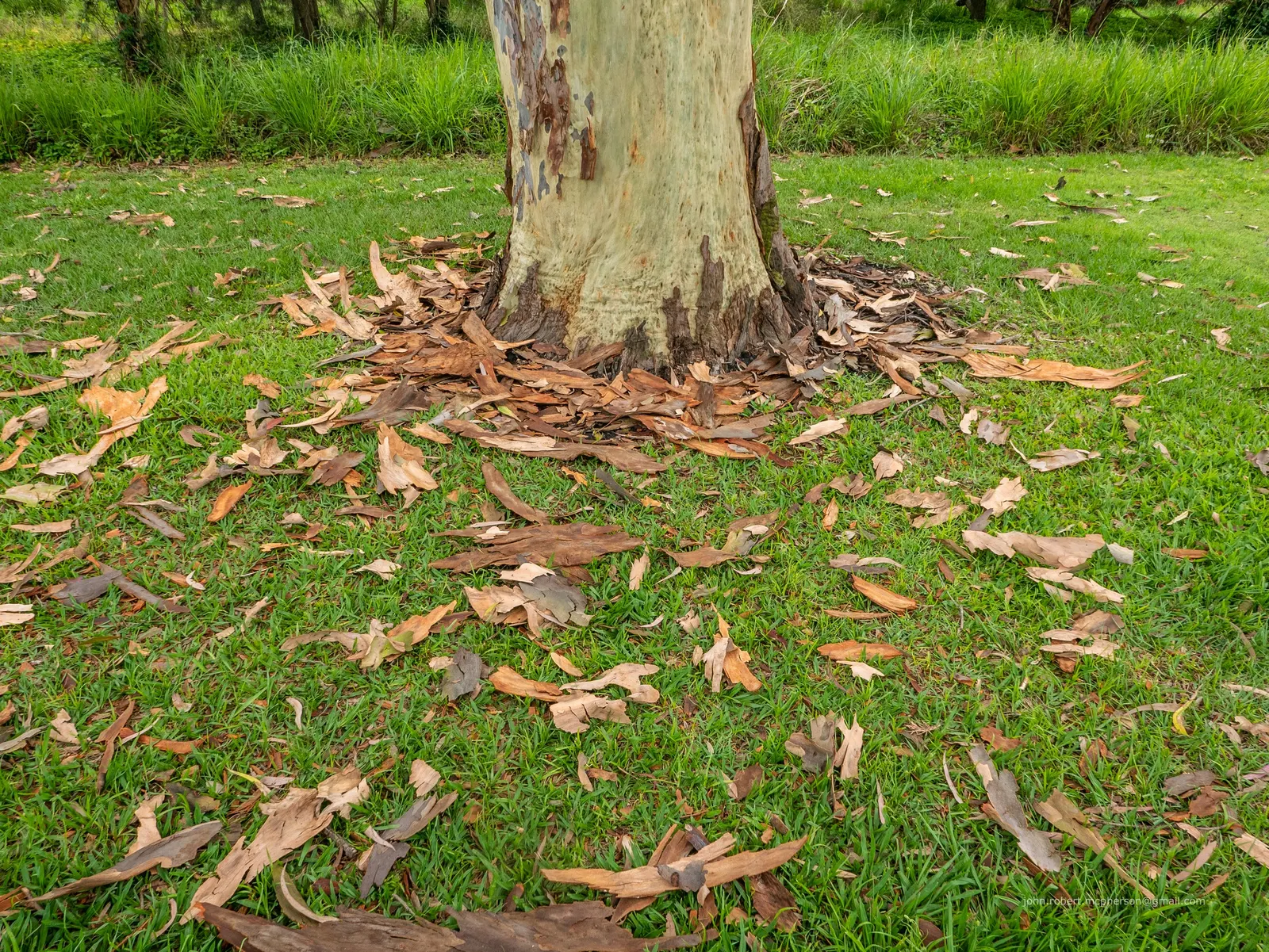 Salmon Gum (Eucalyptus Salmonophloia) — it can be quite substantial in size