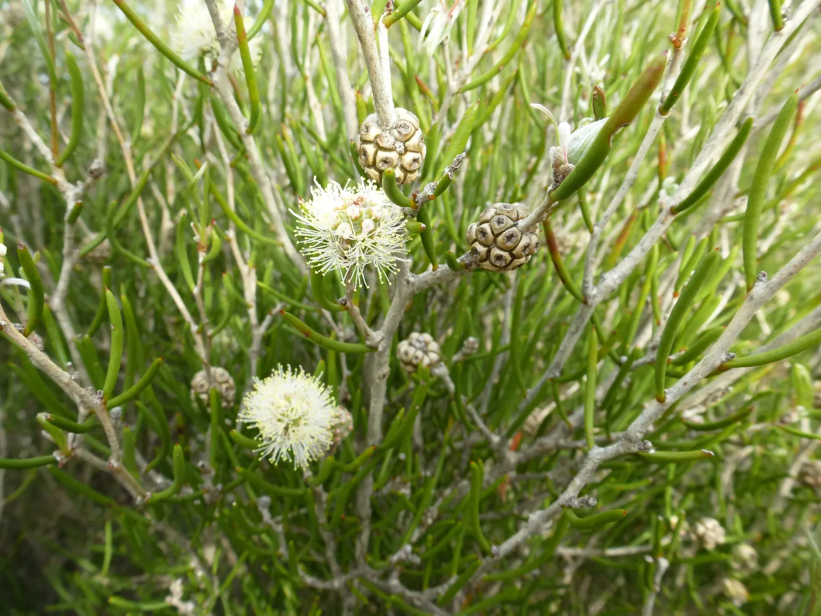 Salmon Gum (Eucalyptus Salmonophloia) — Thriving in well-drained soils and full sun, it's drought-tolerant once established; it is crucial to understand that