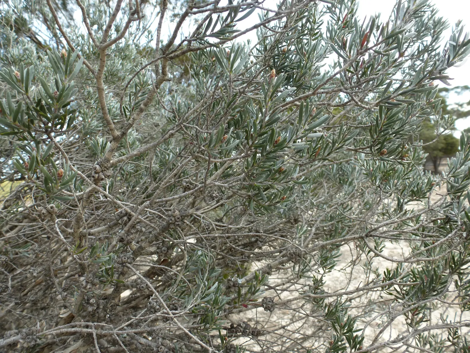 Salmon Gum (Eucalyptus Salmonophloia) — Therefore, ample space should be allocated to accommodate its growth and prevent future complications