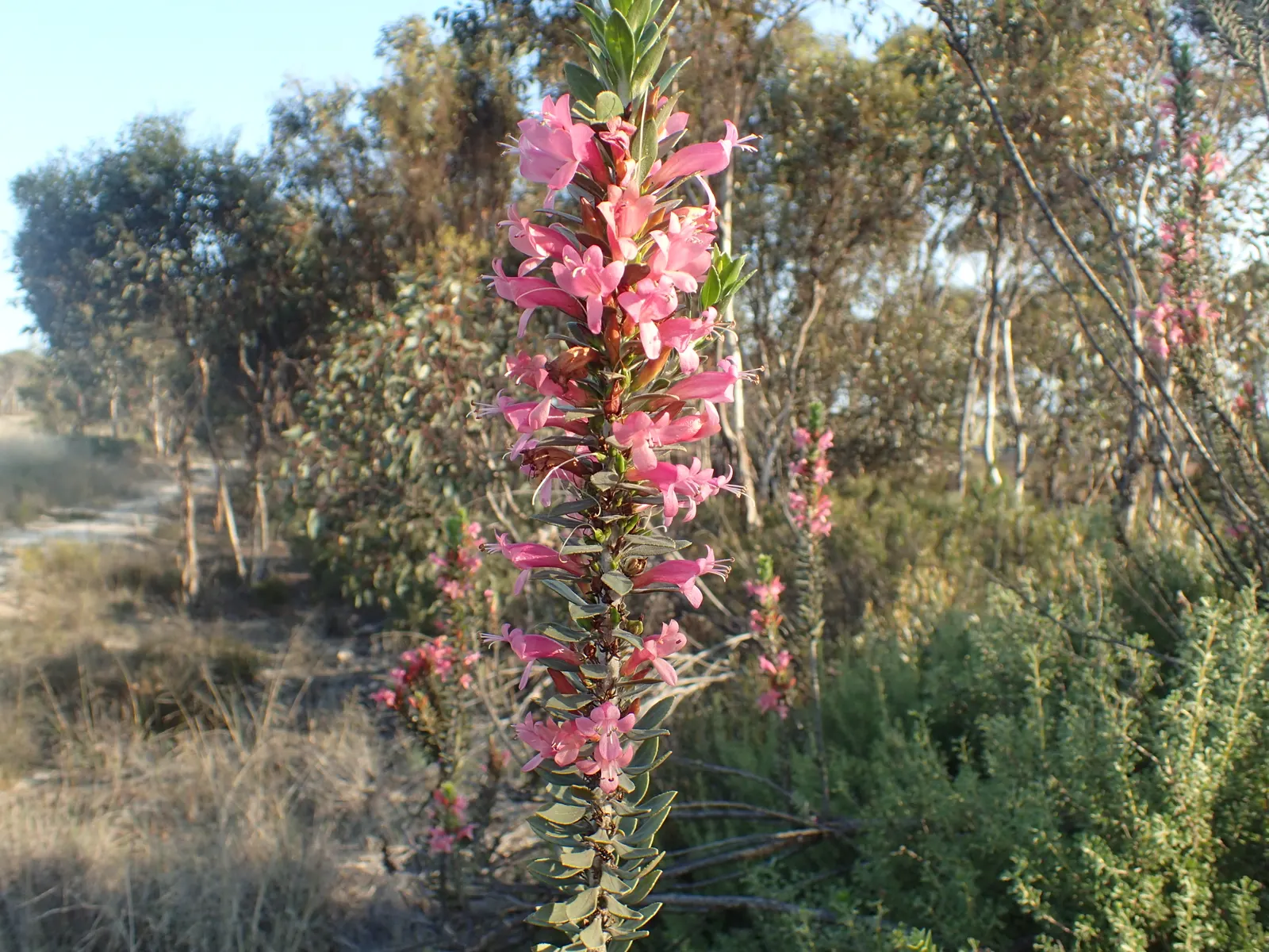 Salmon Gum (Eucalyptus Salmonophloia) — providing both shade and a unique aesthetic quality.<br><br>As a designer