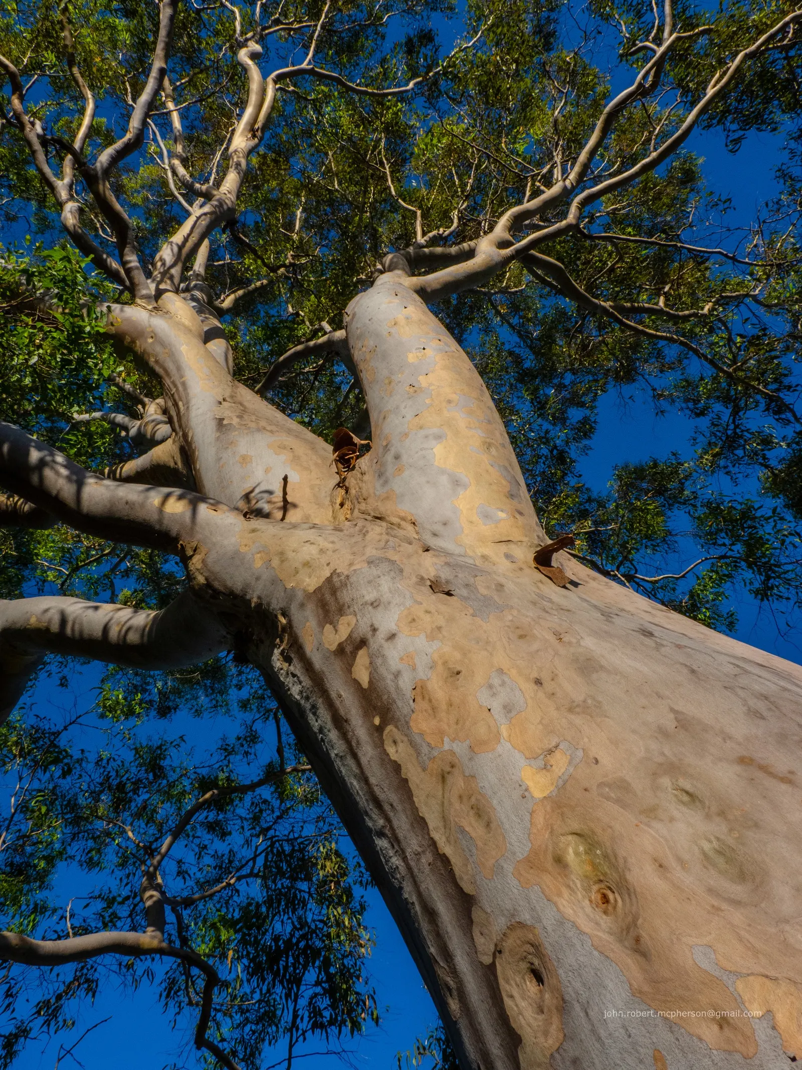 Salmon Gum (Eucalyptus Salmonophloia) — salmon-pink to reddish-brown bark; this bark flakes off in curled strips