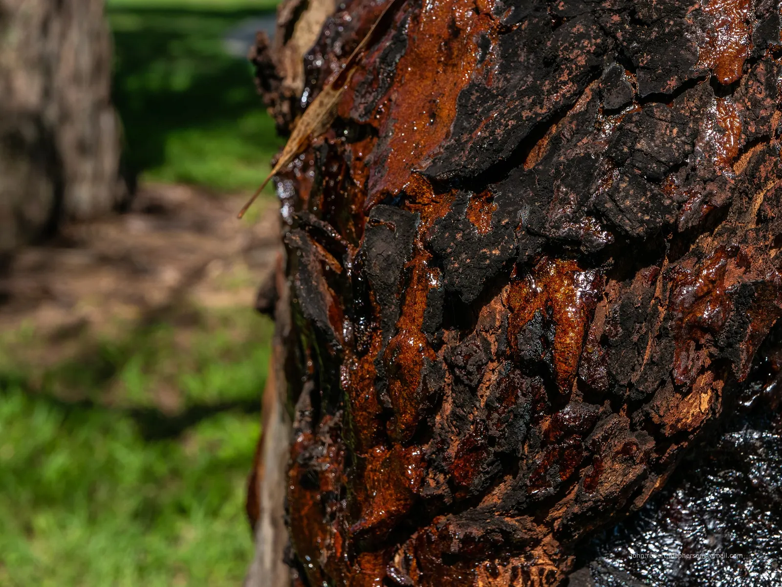 Salmon Gum (Eucalyptus Salmonophloia) — Renowned for its smooth, salmon-colored bark that sheds in summer, it offers a lush, evergreen canopy; is a distinctive