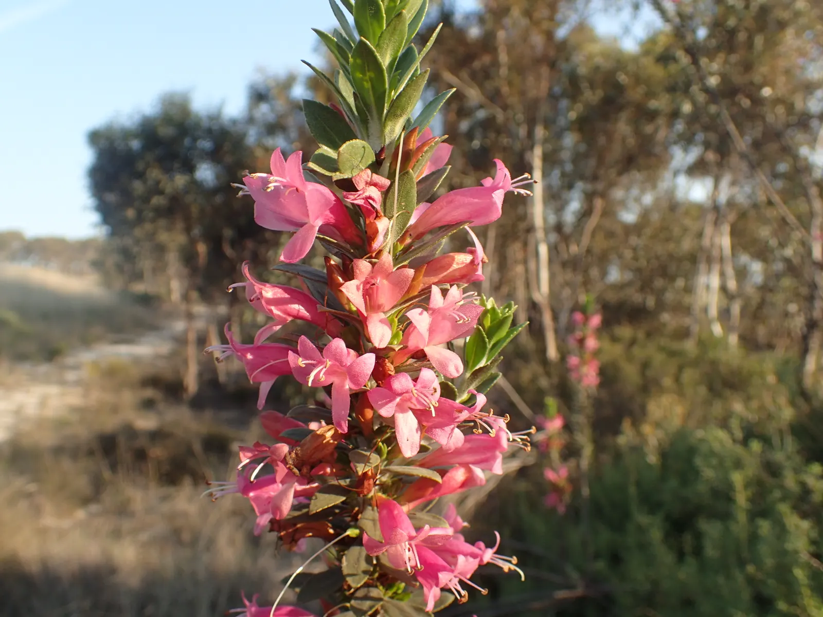 Salmon Gum (Eucalyptus Salmonophloia) — it is crucial to understand that while the Salmon Gum is both beautiful and functional