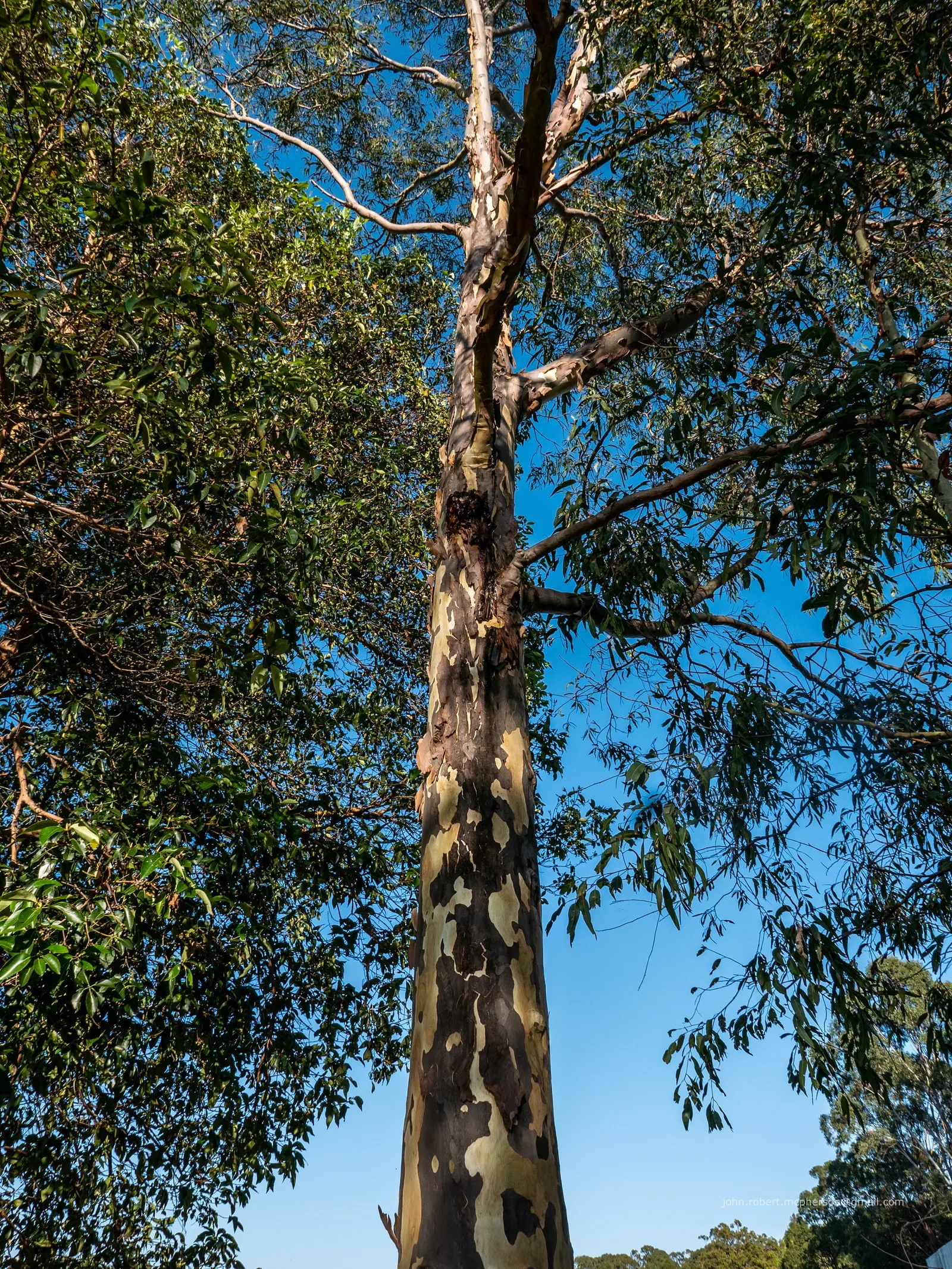 Salmon Gum (Eucalyptus Salmonophloia) — is a distinctive Australian native tree renowned for its remarkable bark and foliage; providing both shade and a unique