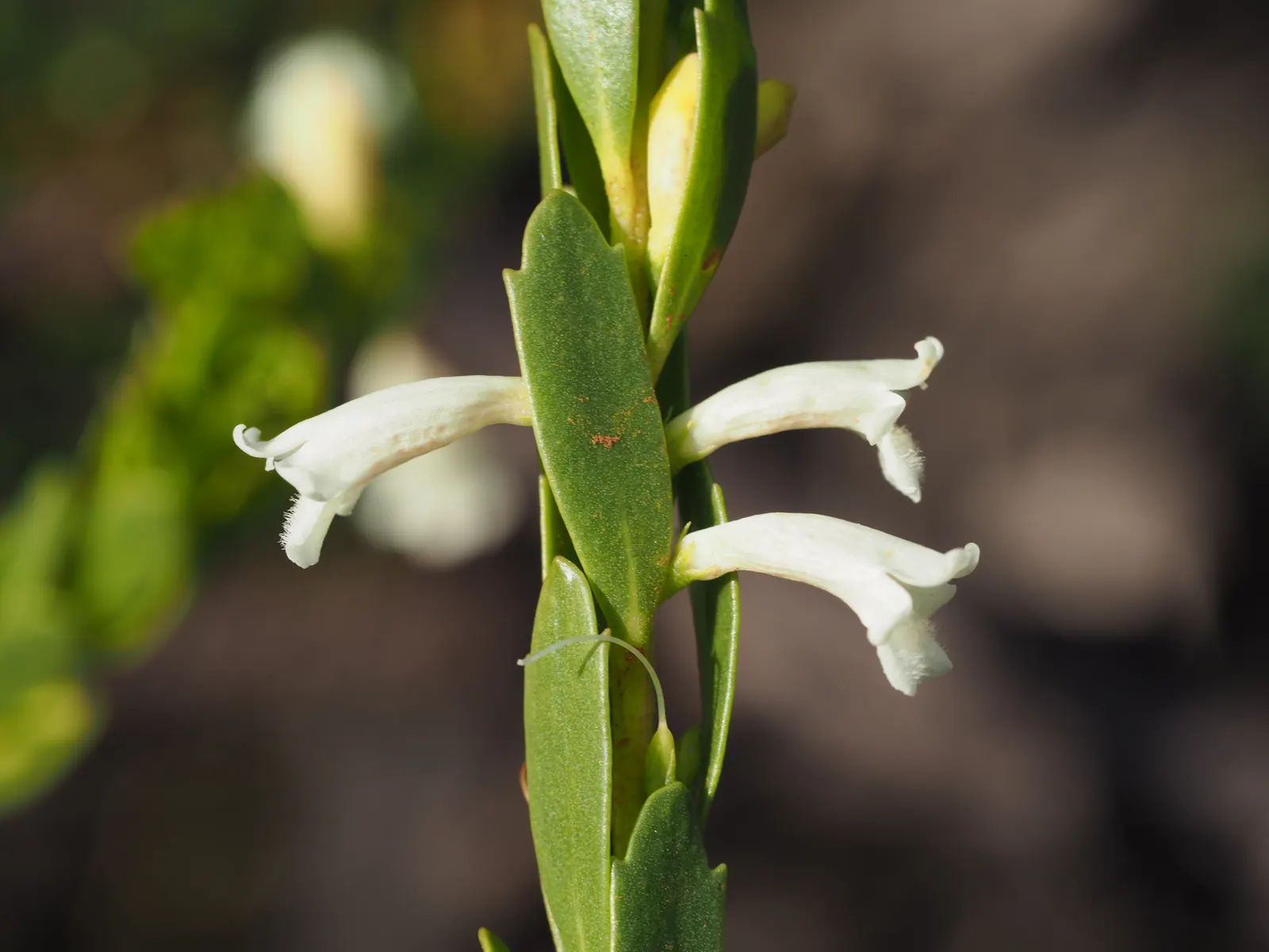 Salmon Gum (Eucalyptus Salmonophloia) — Thriving in well-drained soils and full sun, it's drought-tolerant once established