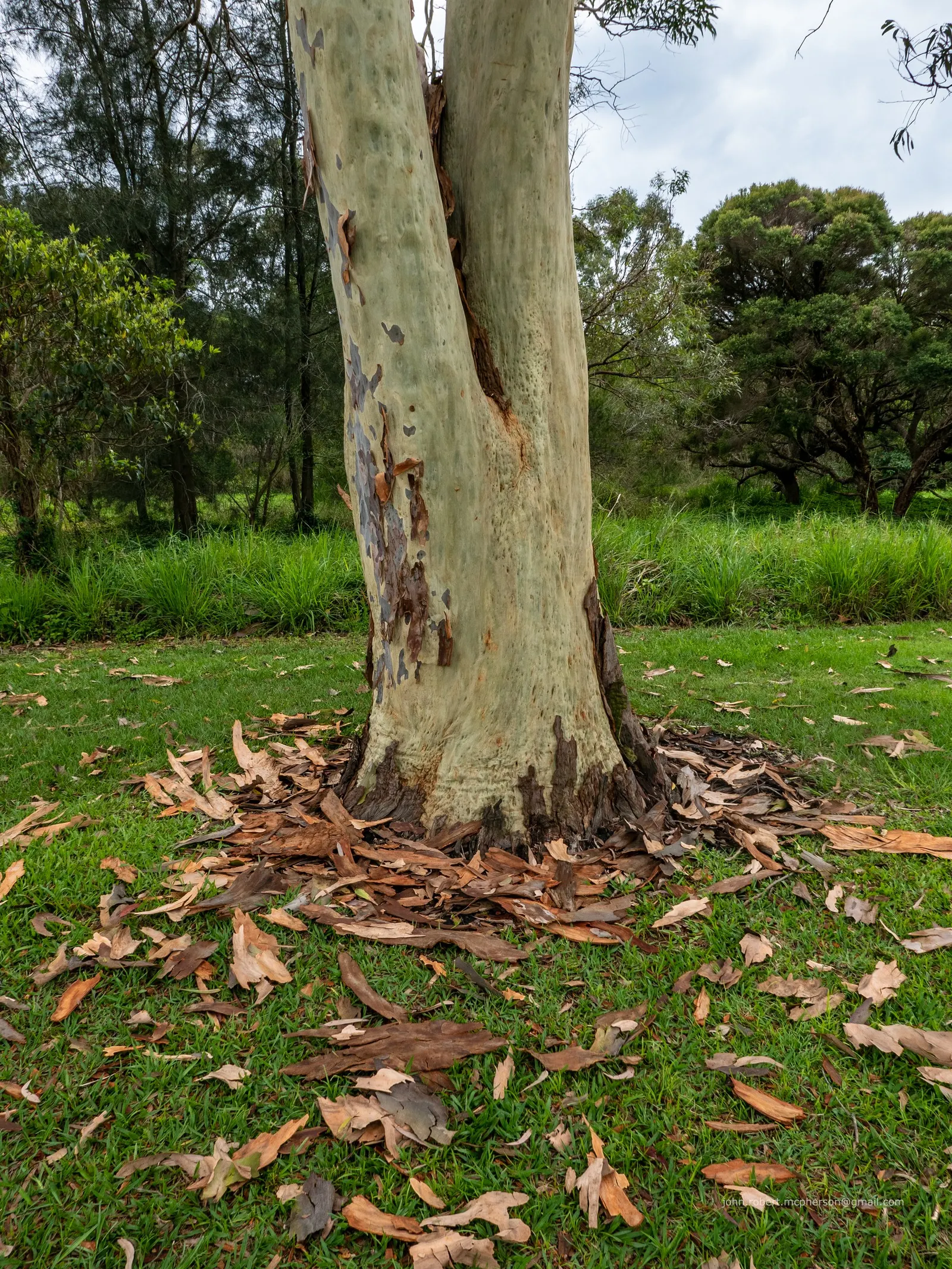 Salmon Gum (Eucalyptus Salmonophloia) — Growing to an impressive height of 50 to 100 feet with a canopy spread of 20 to 30 feet; tree for full