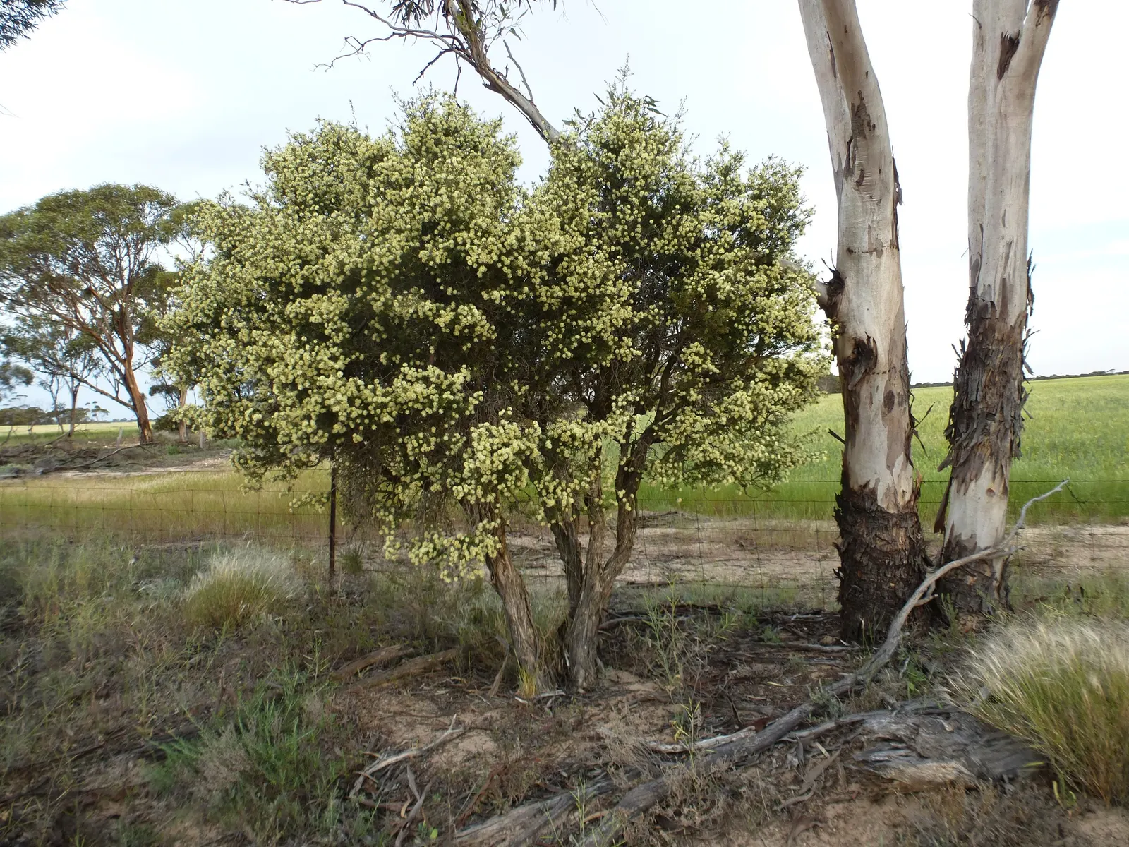 Salmon Gum (Eucalyptus Salmonophloia) — tree for full; therefore, ample space should be allocated to accommodate its growth and prevent future complications