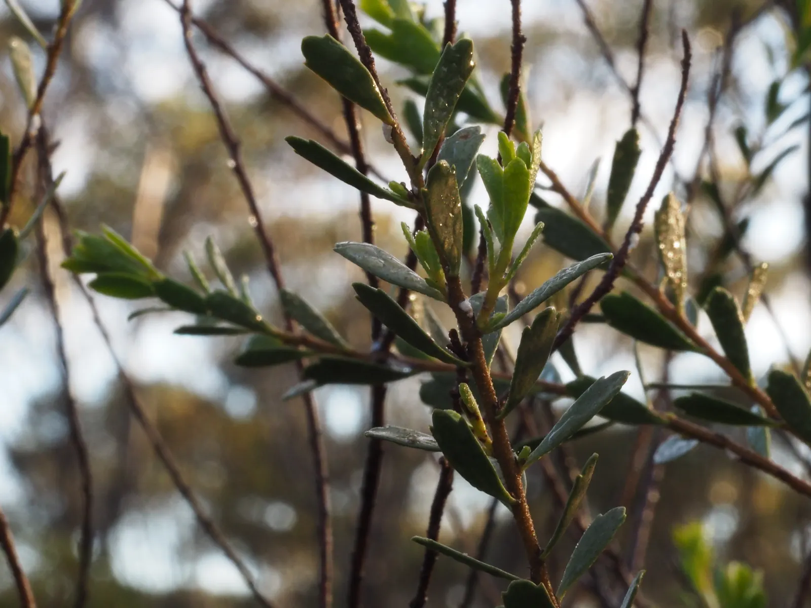 Salmon Gum (Eucalyptus Salmonophloia) — providing both shade and a unique aesthetic quality.<br><br>As a designer; it can be quite substantial in size