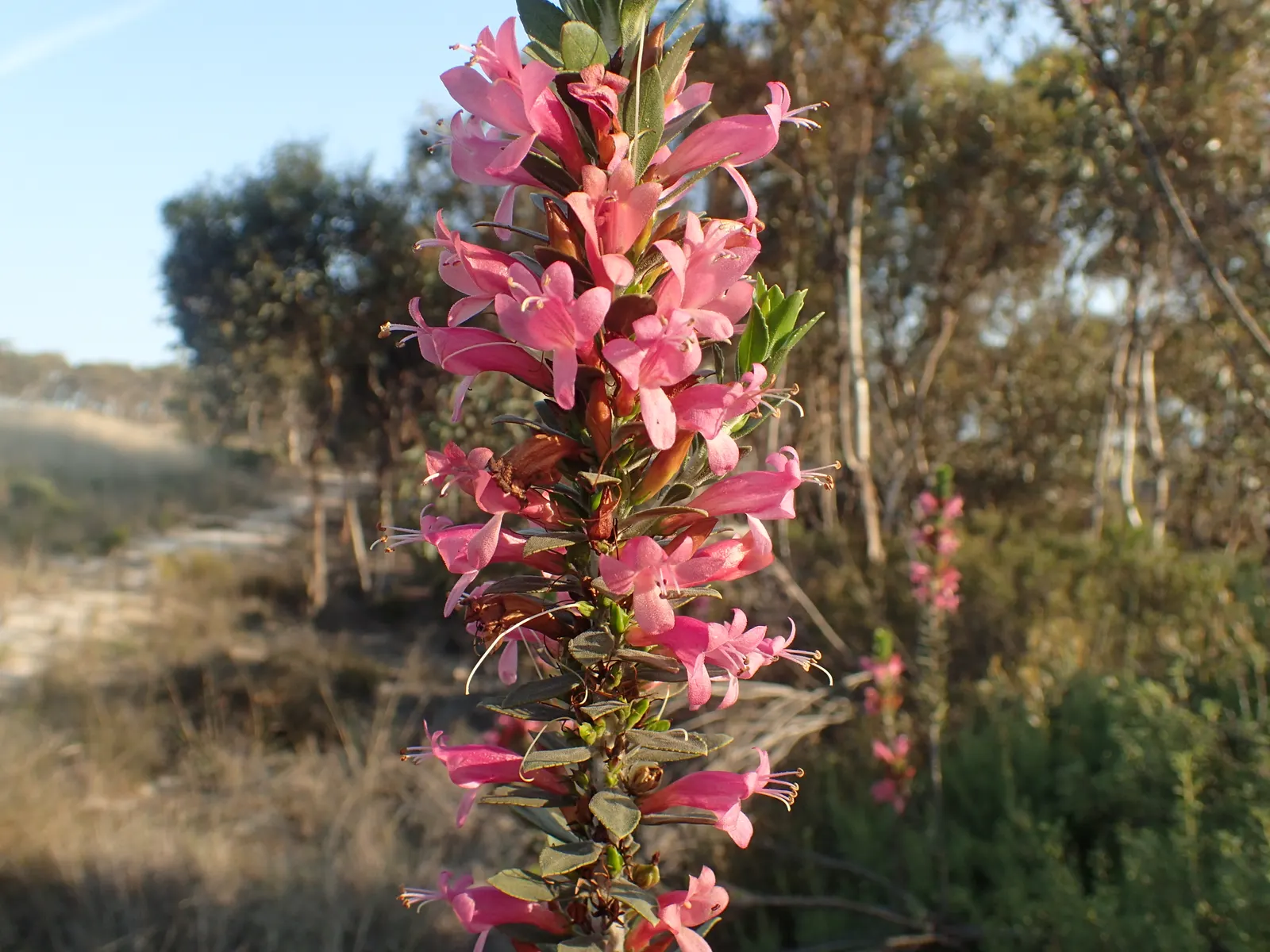 Salmon Gum (Eucalyptus Salmonophloia) — Renowned for its smooth, salmon-colored bark that sheds in summer, it offers a lush, evergreen canopy; is a, image 33