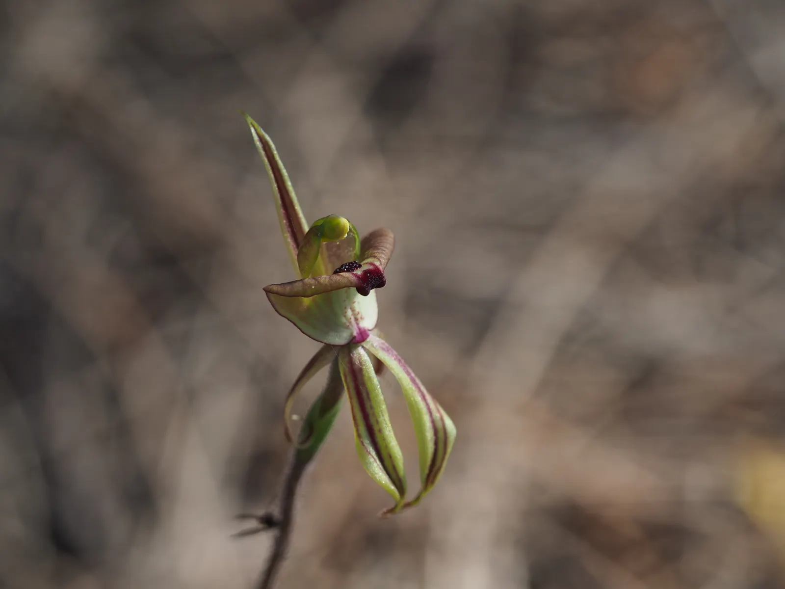 Salmon Gum (Eucalyptus Salmonophloia) — tree with white blooms; salmon-pink to reddish-brown bark