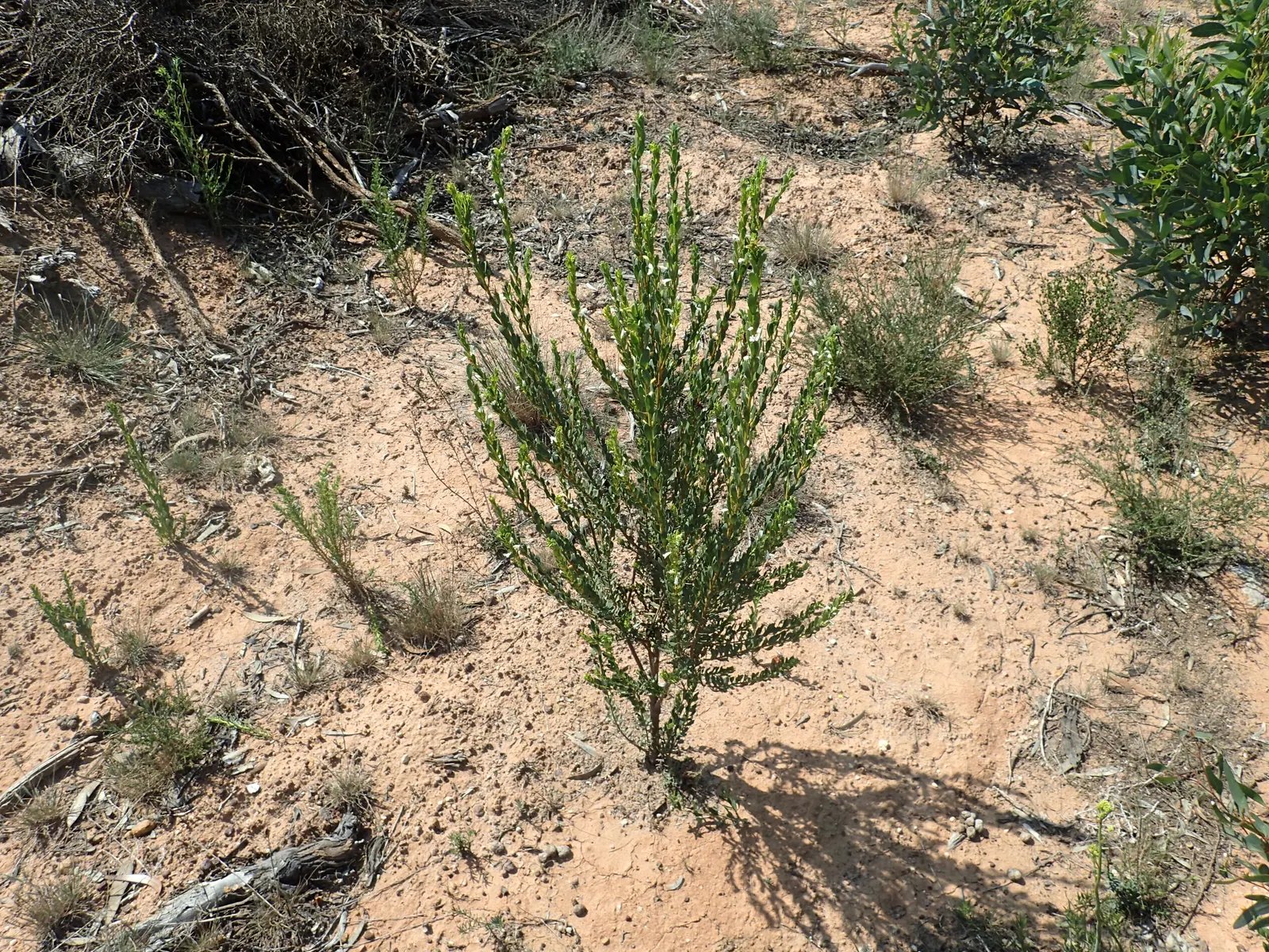Salmon Gum (Eucalyptus Salmonophloia) — tree for full