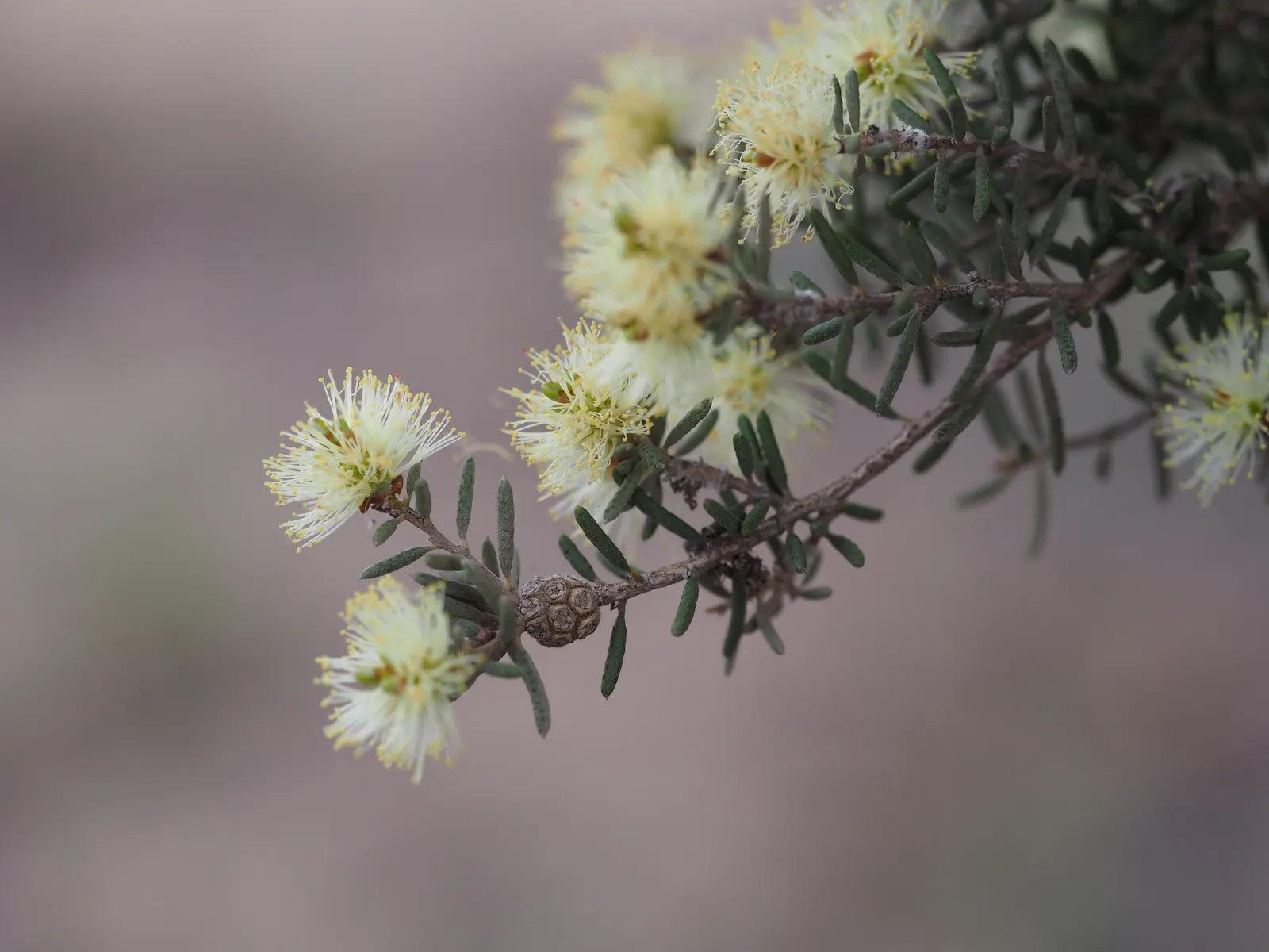 Salmon Gum (Eucalyptus Salmonophloia) — These leaves are lance-shaped and can reach up to 6 inches in length