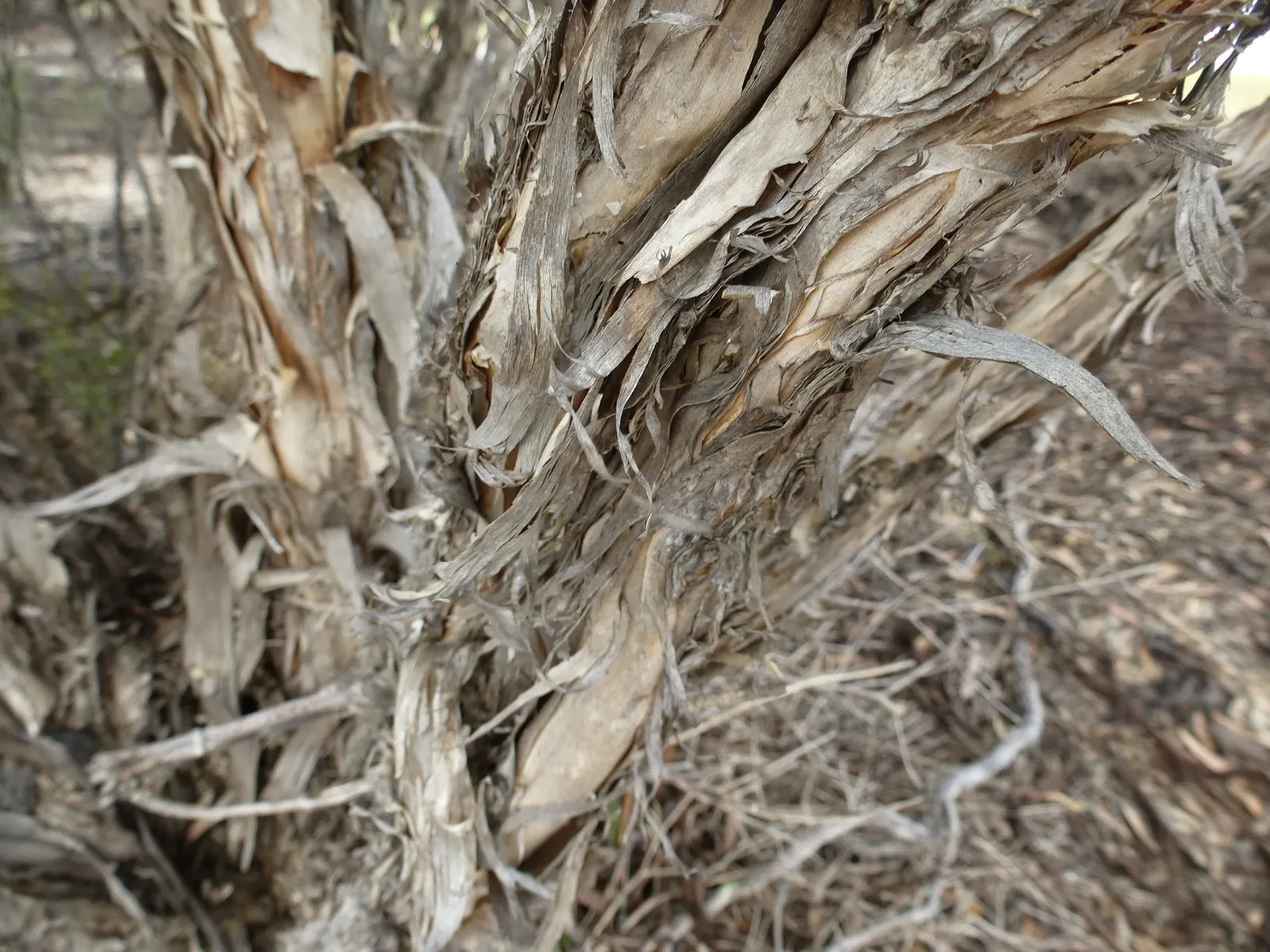 Salmon Gum (Eucalyptus Salmonophloia) — making it suitable for xeriscaping or regions with water restrictions