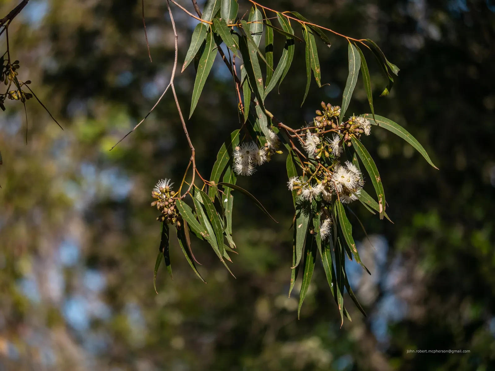 Salmon Gum (Eucalyptus Salmonophloia) — it can be quite substantial in size; renowned for its smooth, salmon-colored bark that sheds in summer, it offers a