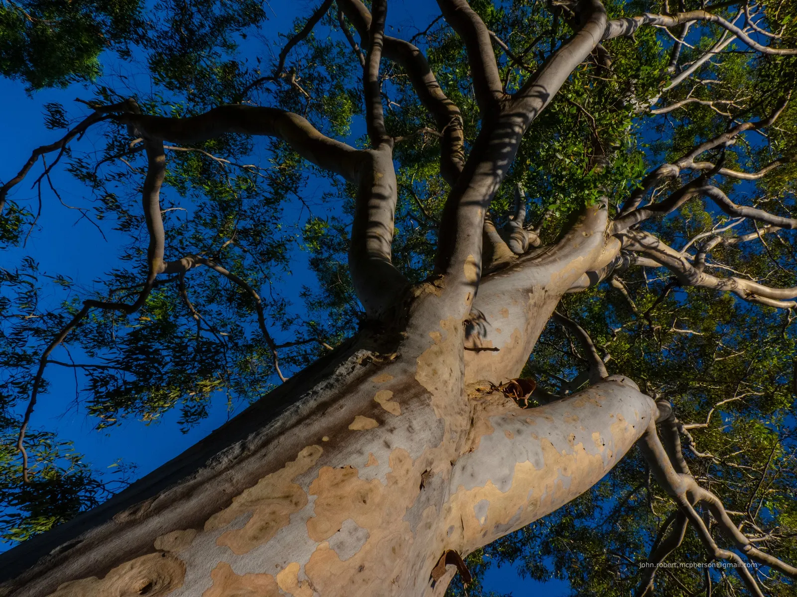 Salmon Gum (Eucalyptus Salmonophloia) — it is crucial to understand that while the Salmon Gum is both beautiful and functional; making it suitable for