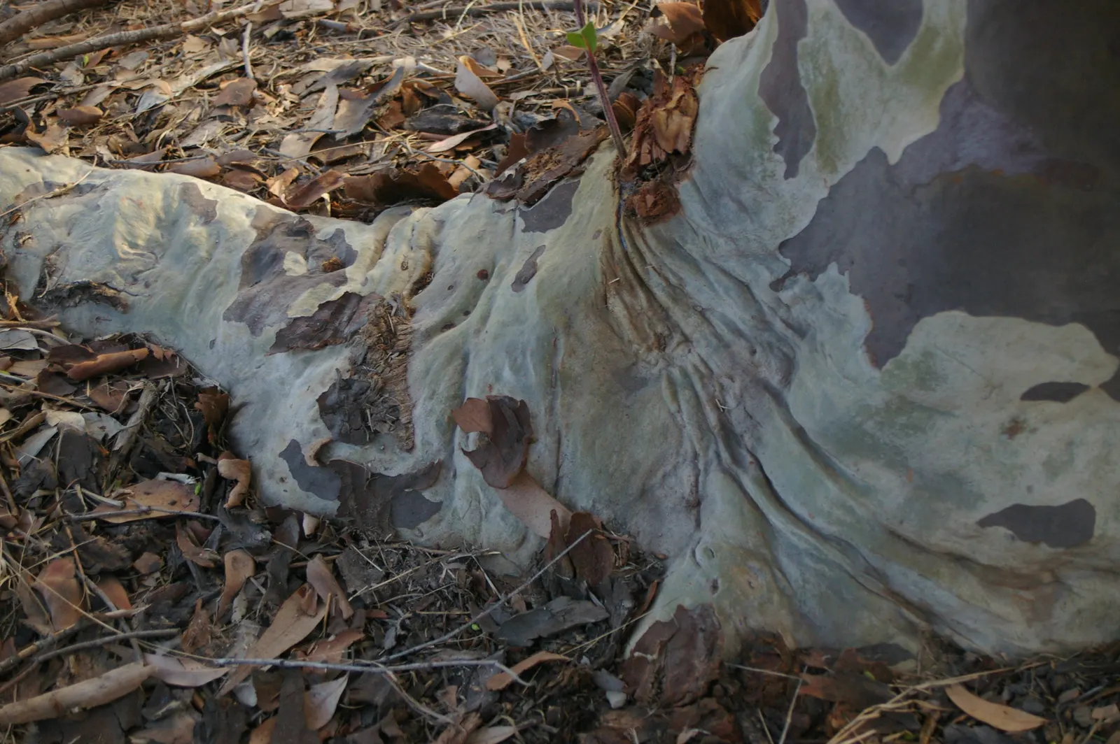 Salmon Gum (Eucalyptus Salmonophloia) — white flowers in the garden; tree with white blooms