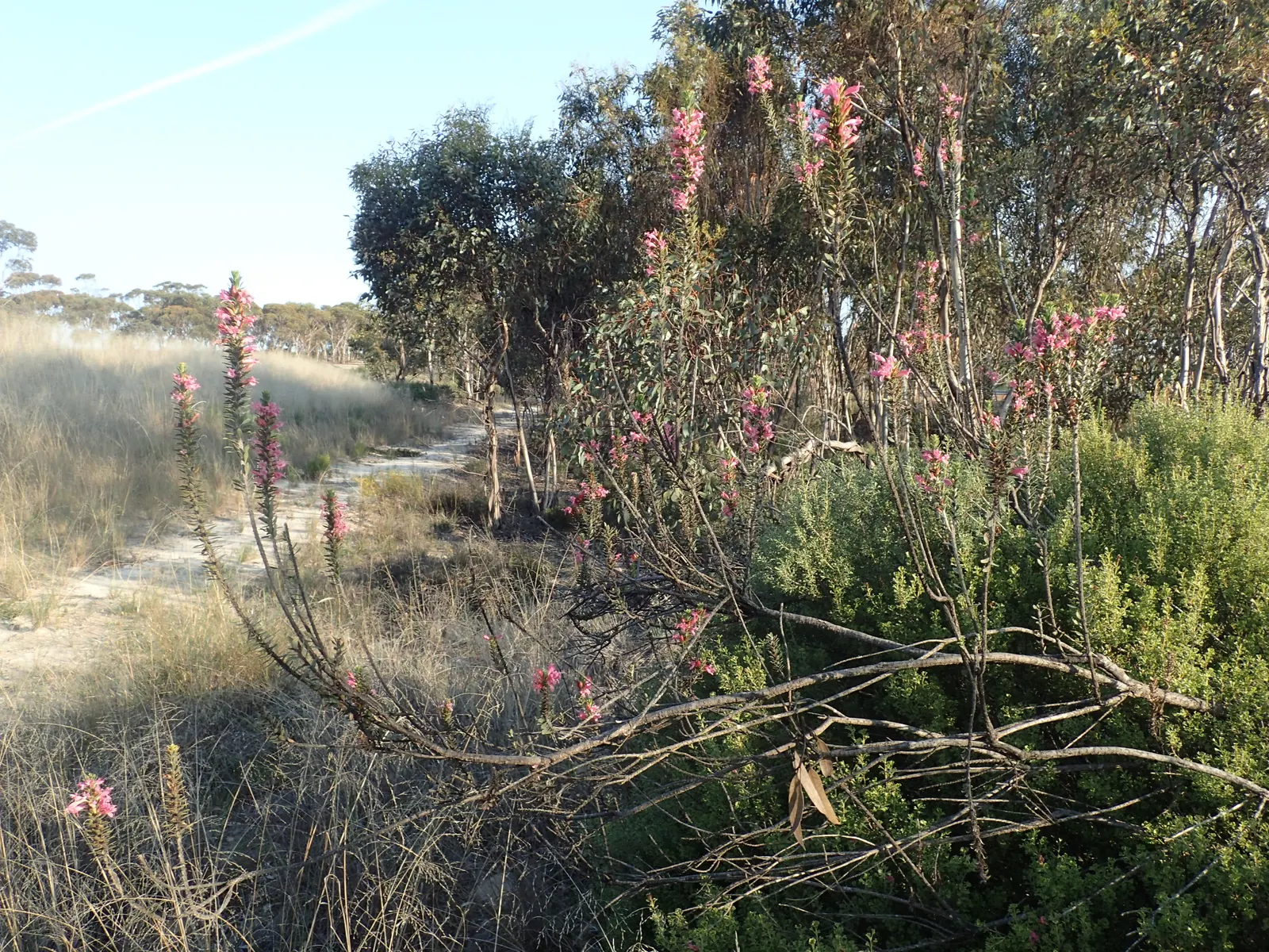 Salmon Gum (Eucalyptus Salmonophloia) — Thriving in well-drained soils and full sun, it's drought-tolerant once established; it is crucial to, image 34