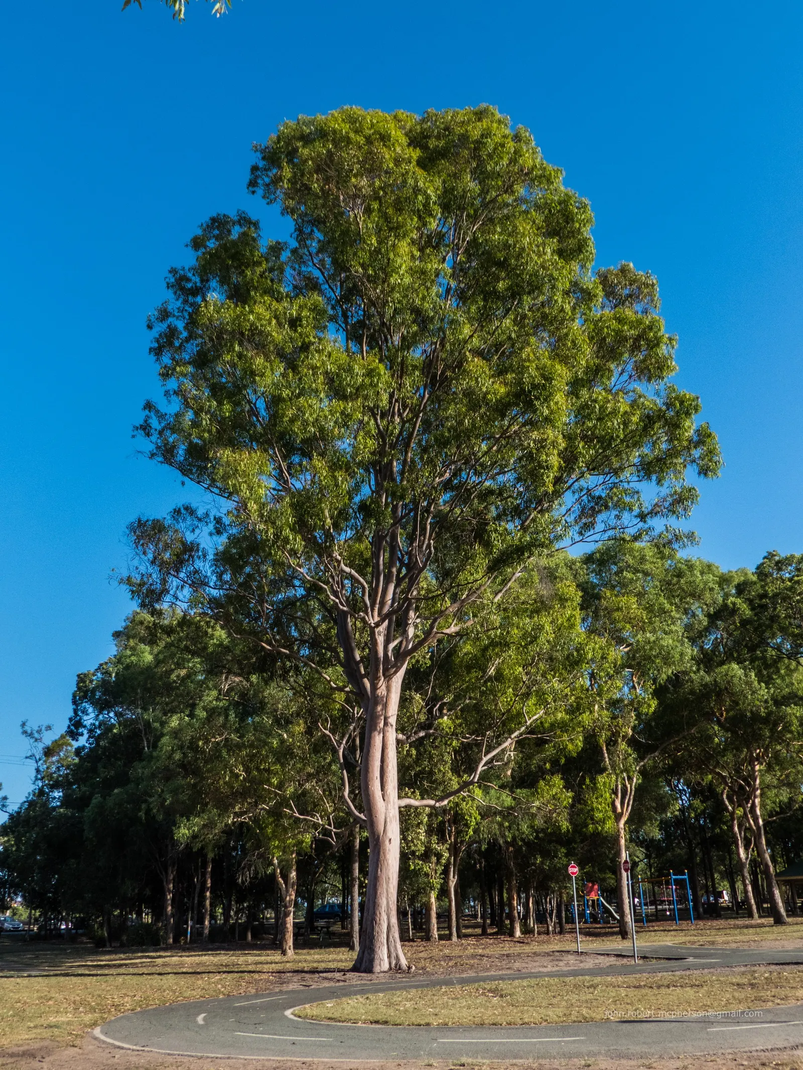 Salmon Gum (Eucalyptus Salmonophloia) — This bark flakes off in curled strips; white flowers in the garden