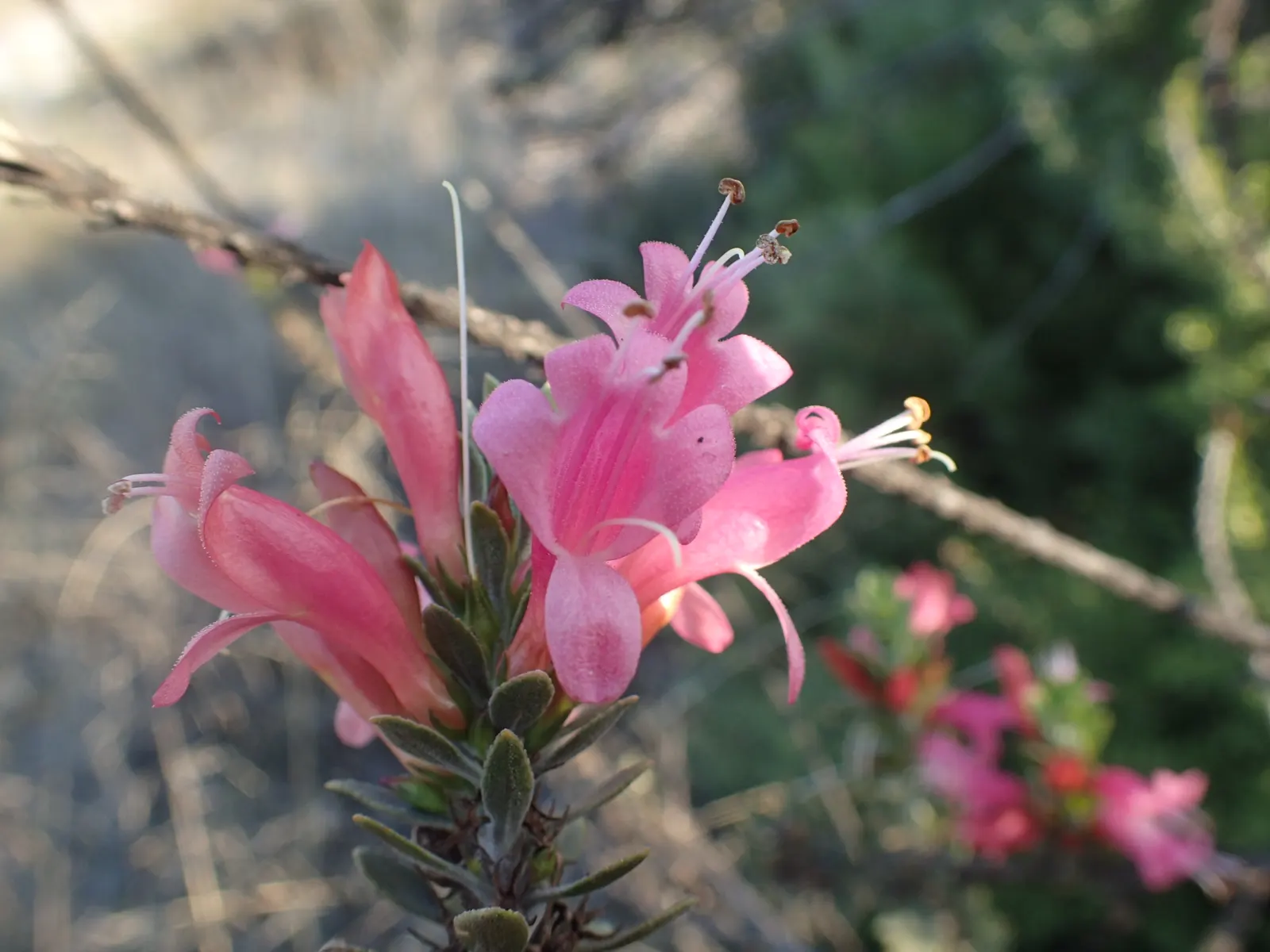 Salmon Gum (Eucalyptus Salmonophloia) — making it suitable for xeriscaping or regions with water restrictions; ideal for large spaces, it provides year-round
