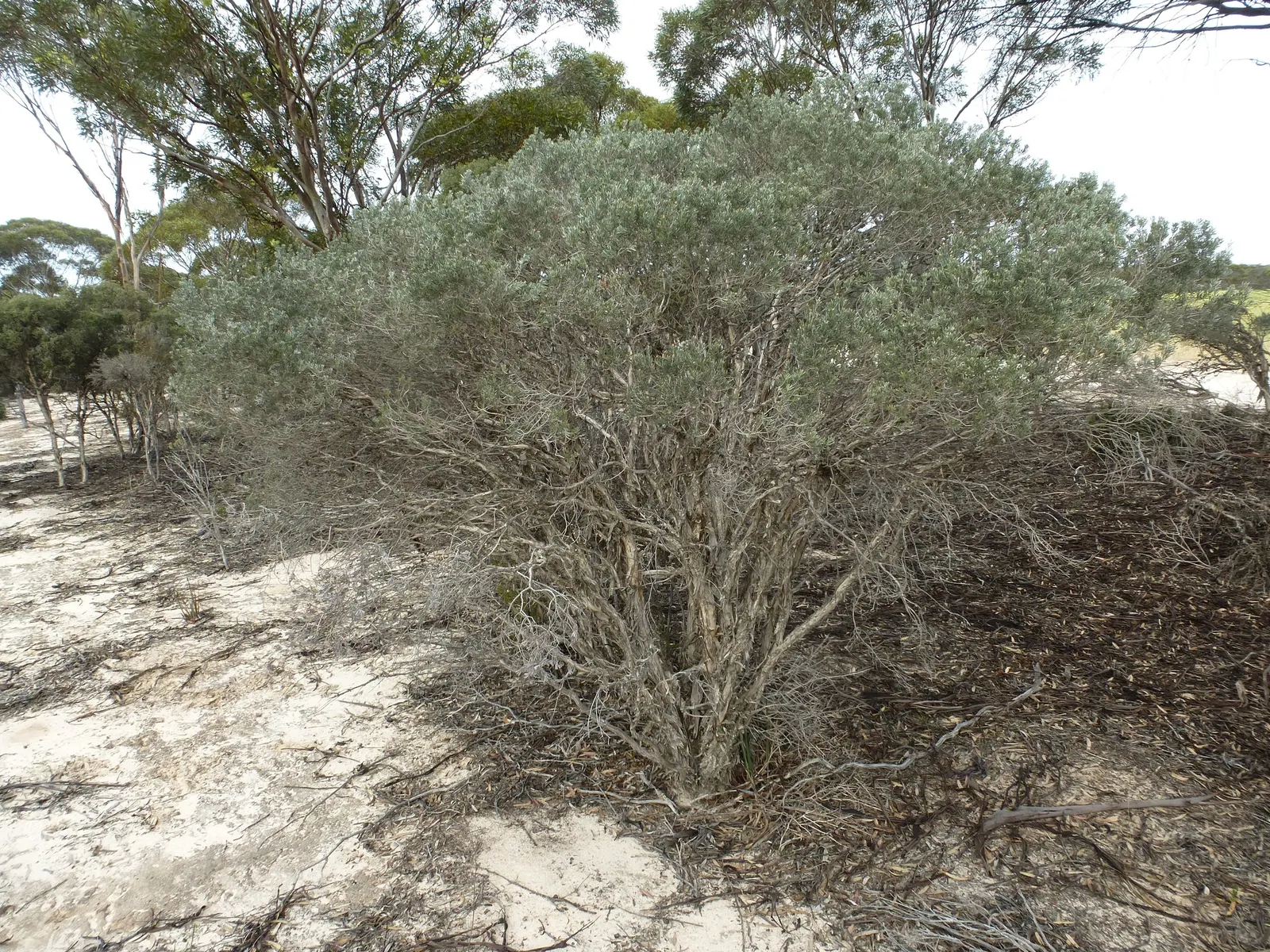 Salmon Gum (Eucalyptus Salmonophloia) — salmon-pink to reddish-brown bark
