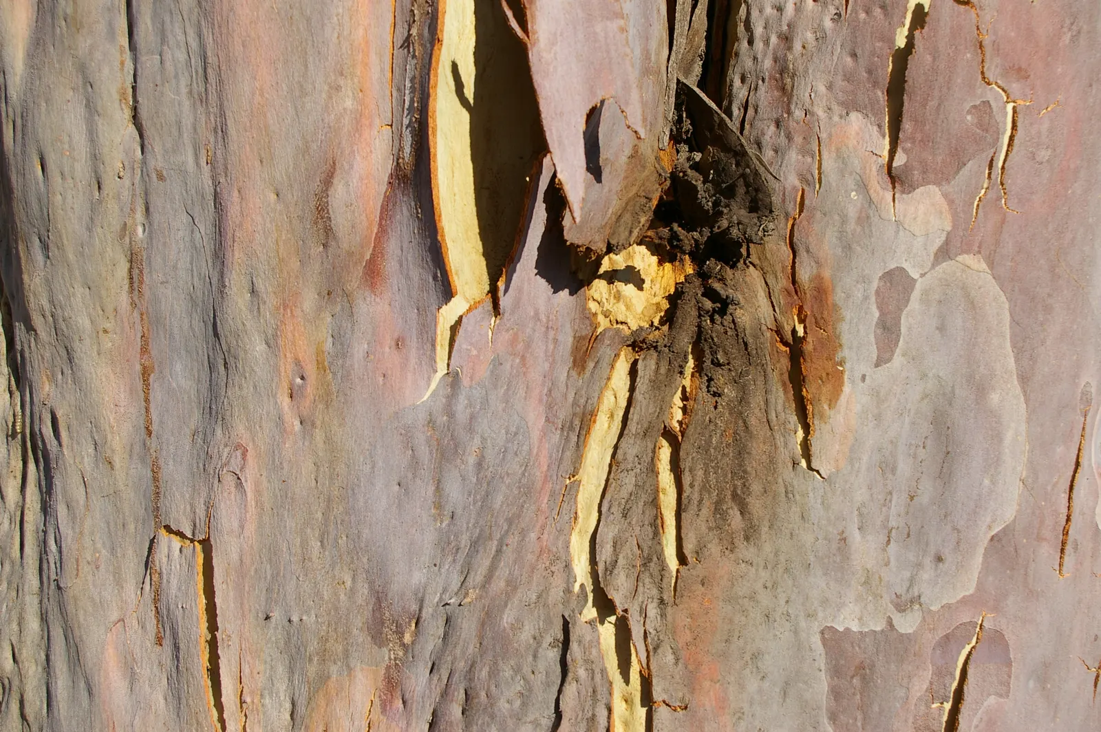 Salmon Gum (Eucalyptus Salmonophloia) — Growing to an impressive height of 50 to 100 feet with a canopy spread of 20 to 30 feet