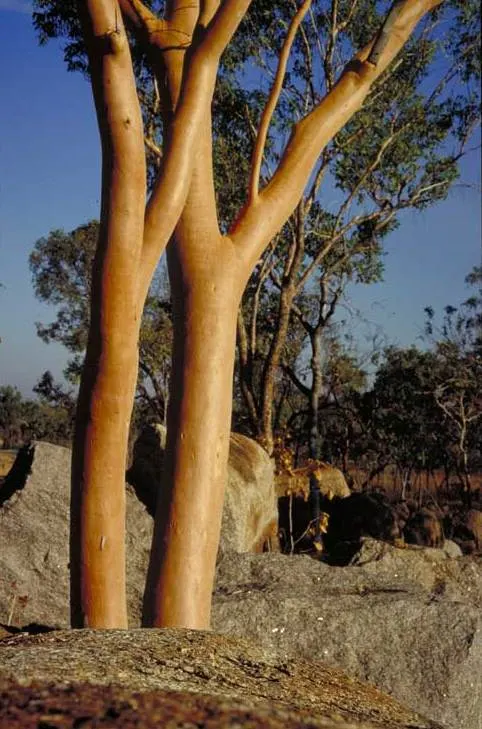 Salmon Gum (Eucalyptus Salmonophloia) — Ideal for large spaces, it provides year-round interest and habitat for wildlife; thriving in well-drained soils and