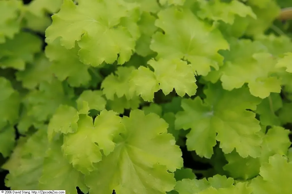 Lime Rickey Coral Bells (Heuchera 'Lime Rickey') — This hardy perennial thrives in zones 4-9, enjoying partial to full shade